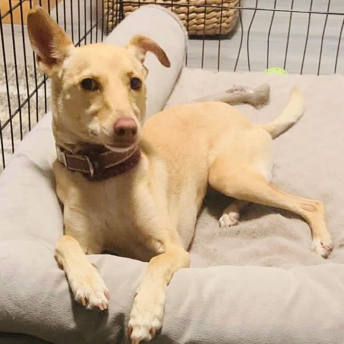 Enlarge Mindy, a Adoptable Terrier in Sonoma, CA image 1/3