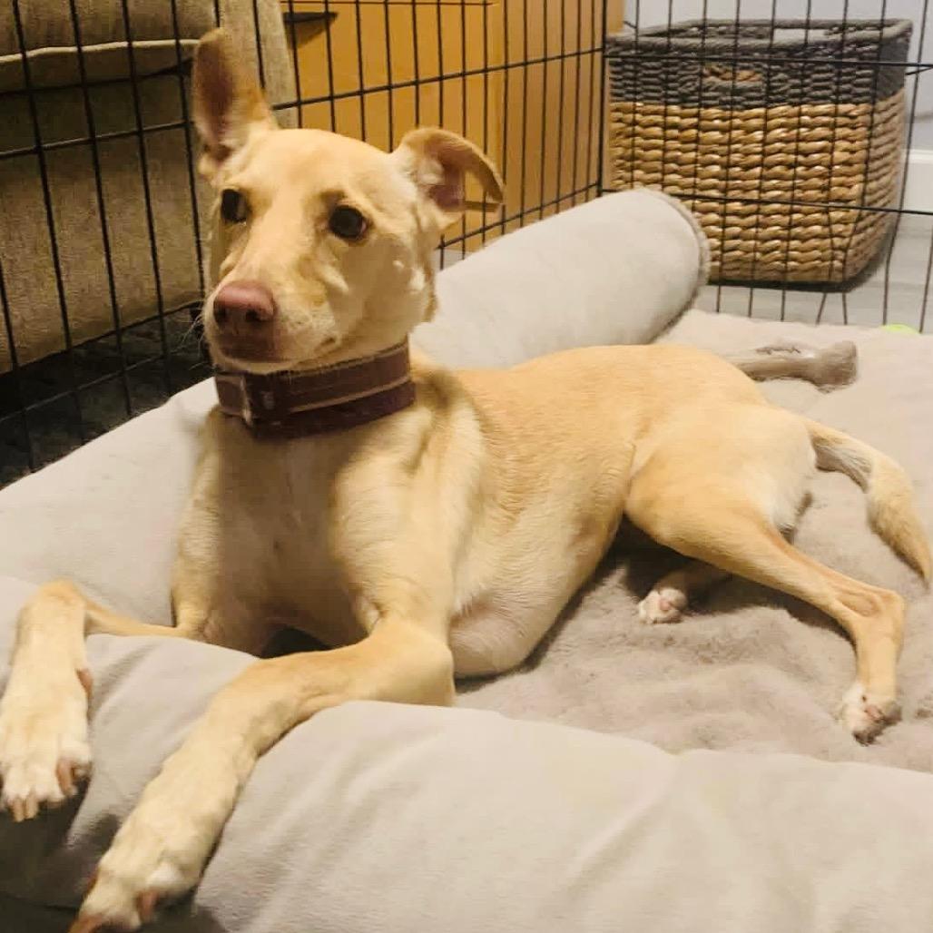Enlarge Mindy, a Adoptable Terrier in Sonoma, CA image 3/3