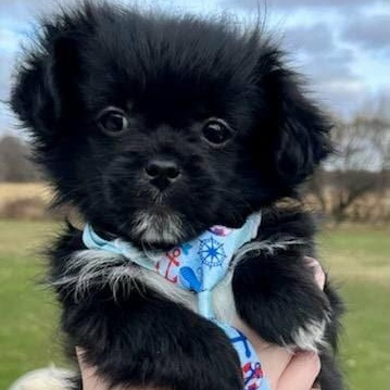 Fuji, Adoptable, Puppy Male Shih Tzu & Pomeranian.