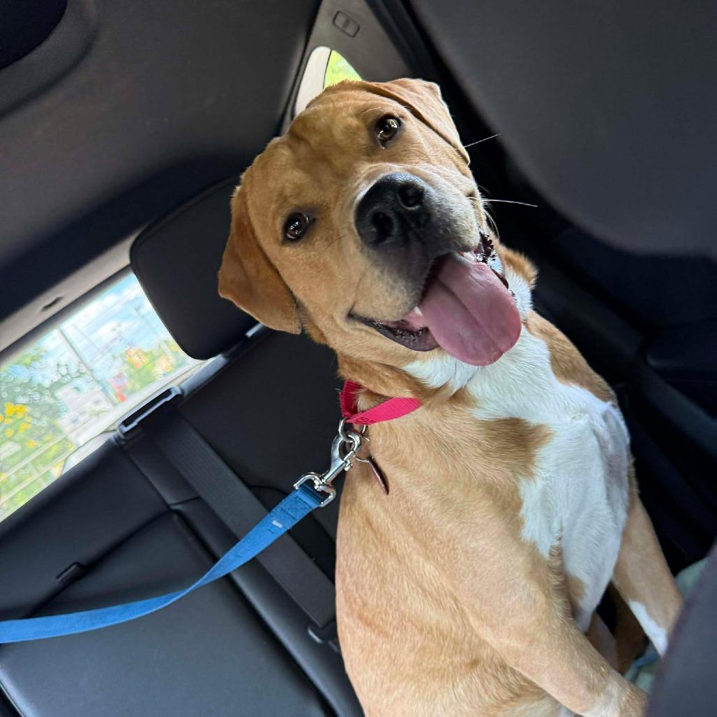 Enlarge King, a Adoptable mixed breed in Georgetown, TX image 4/6