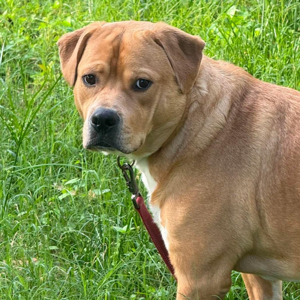 Enlarge King, a Adoptable mixed breed in Georgetown, TX image 2/6