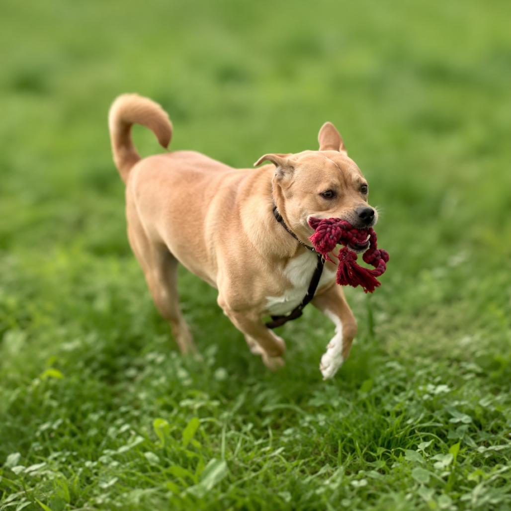 Enlarge King, a Adoptable mixed breed in Georgetown, TX image 3/6