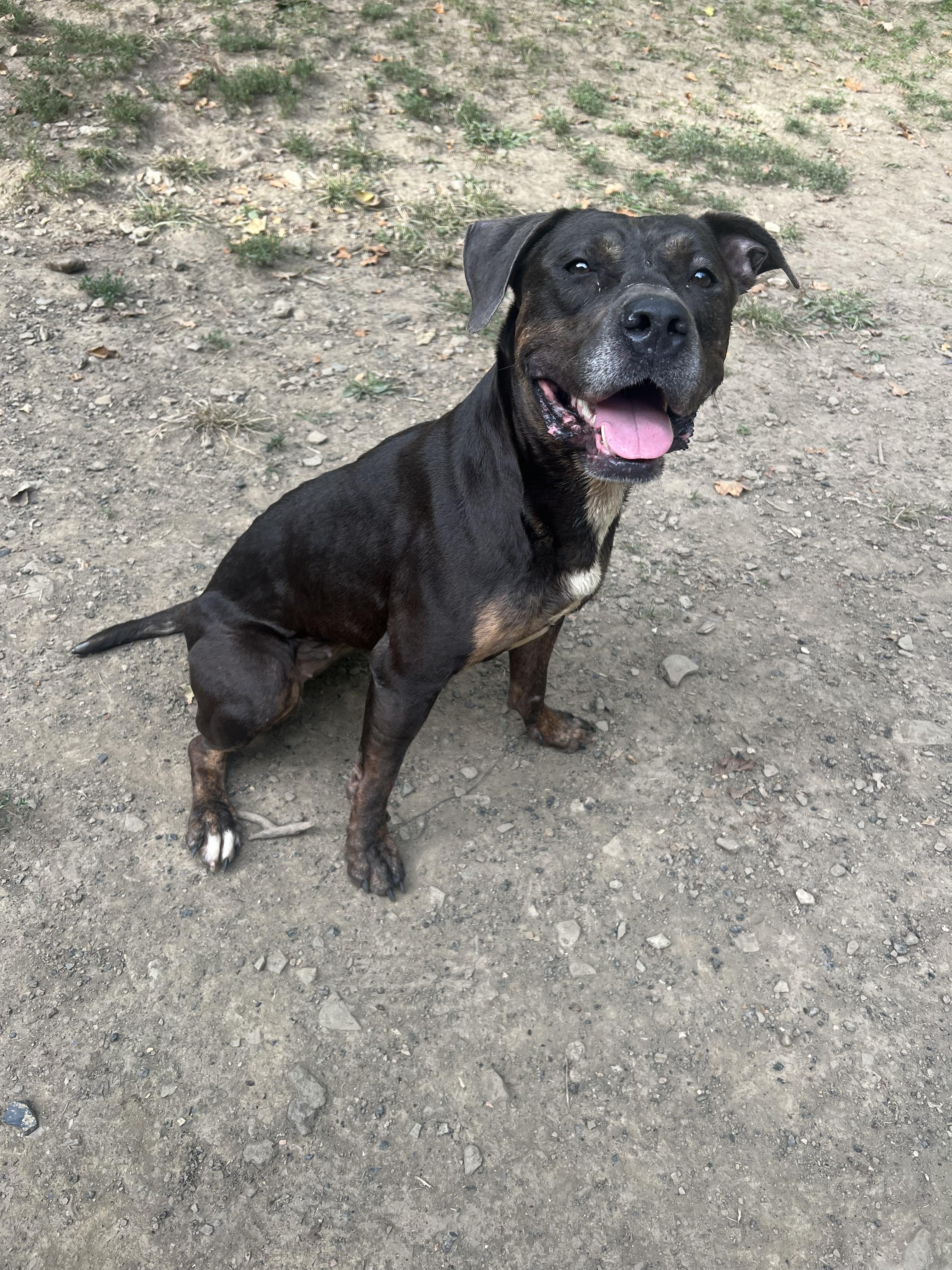 Enlarge Stella, a Adoptable mixed breed in North Huntingdon, PA image 3/3