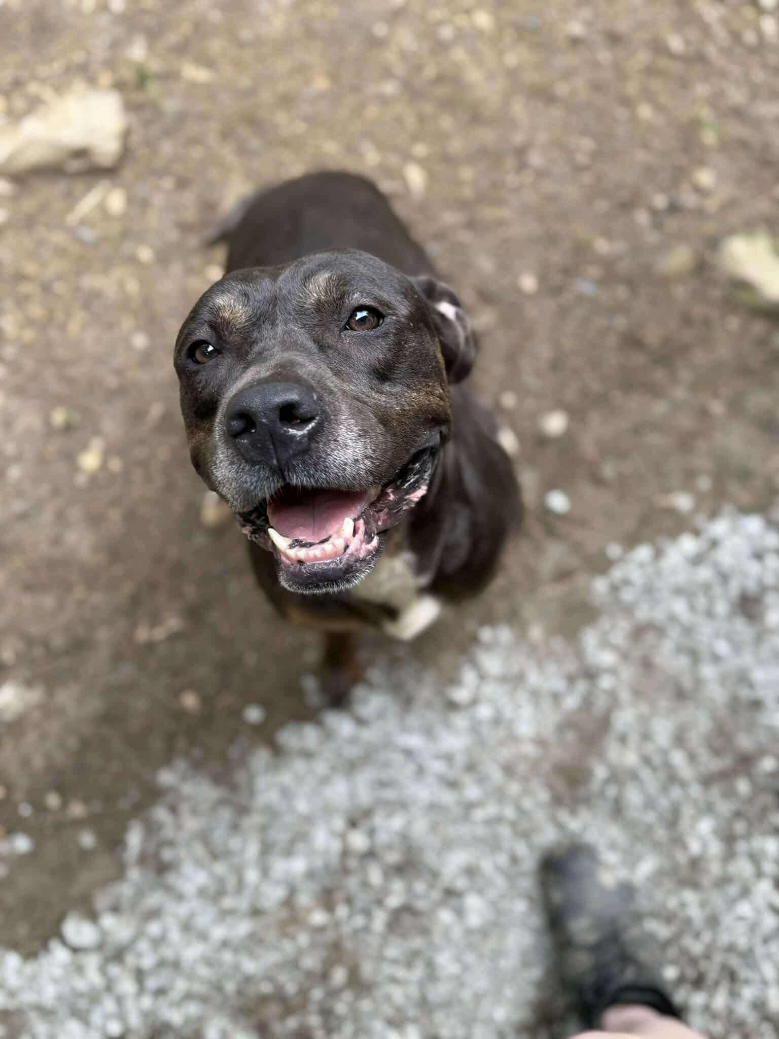 Enlarge Stella, a Adoptable mixed breed in North Huntingdon, PA image 1/3