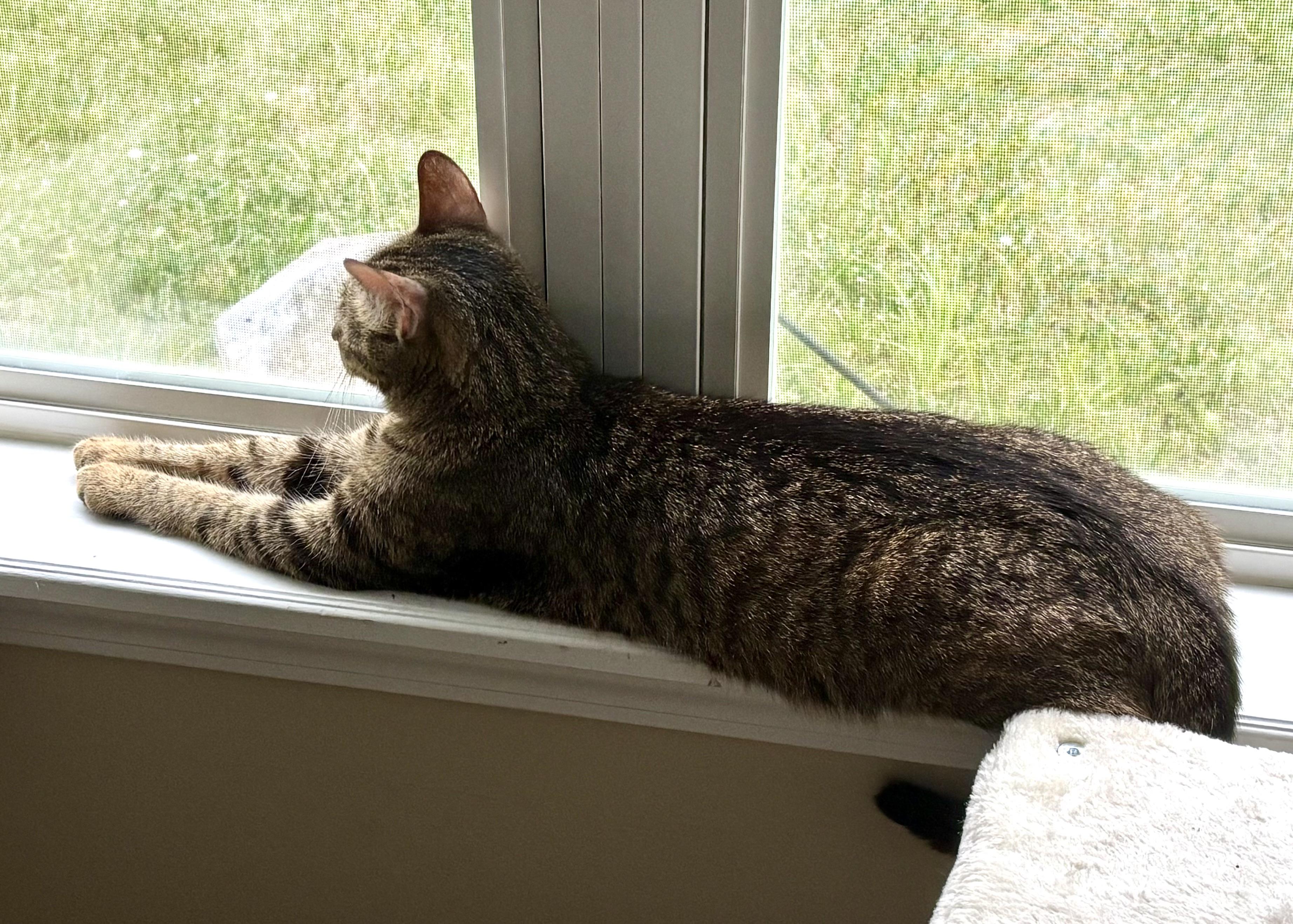Enlarge Sushi, a ADOPTABLE Domestic Short Hair in Indianapolis, IN image 2/4