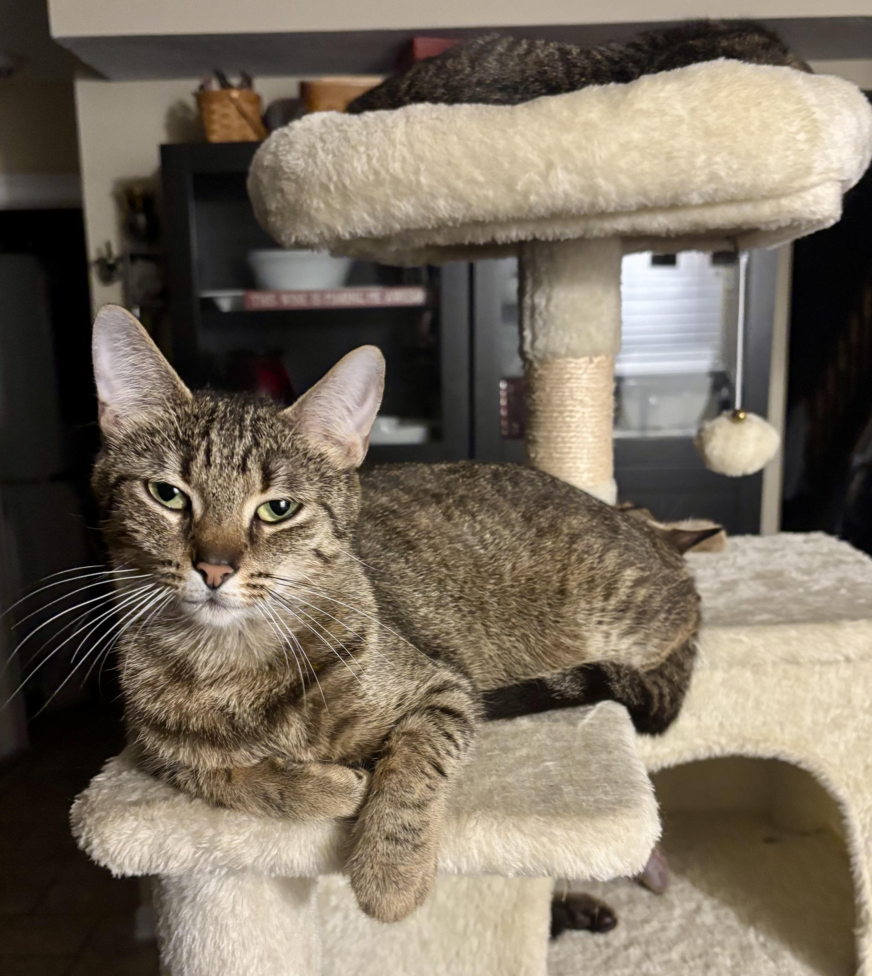 Enlarge Sushi, a ADOPTABLE Domestic Short Hair in Indianapolis, IN image 4/4