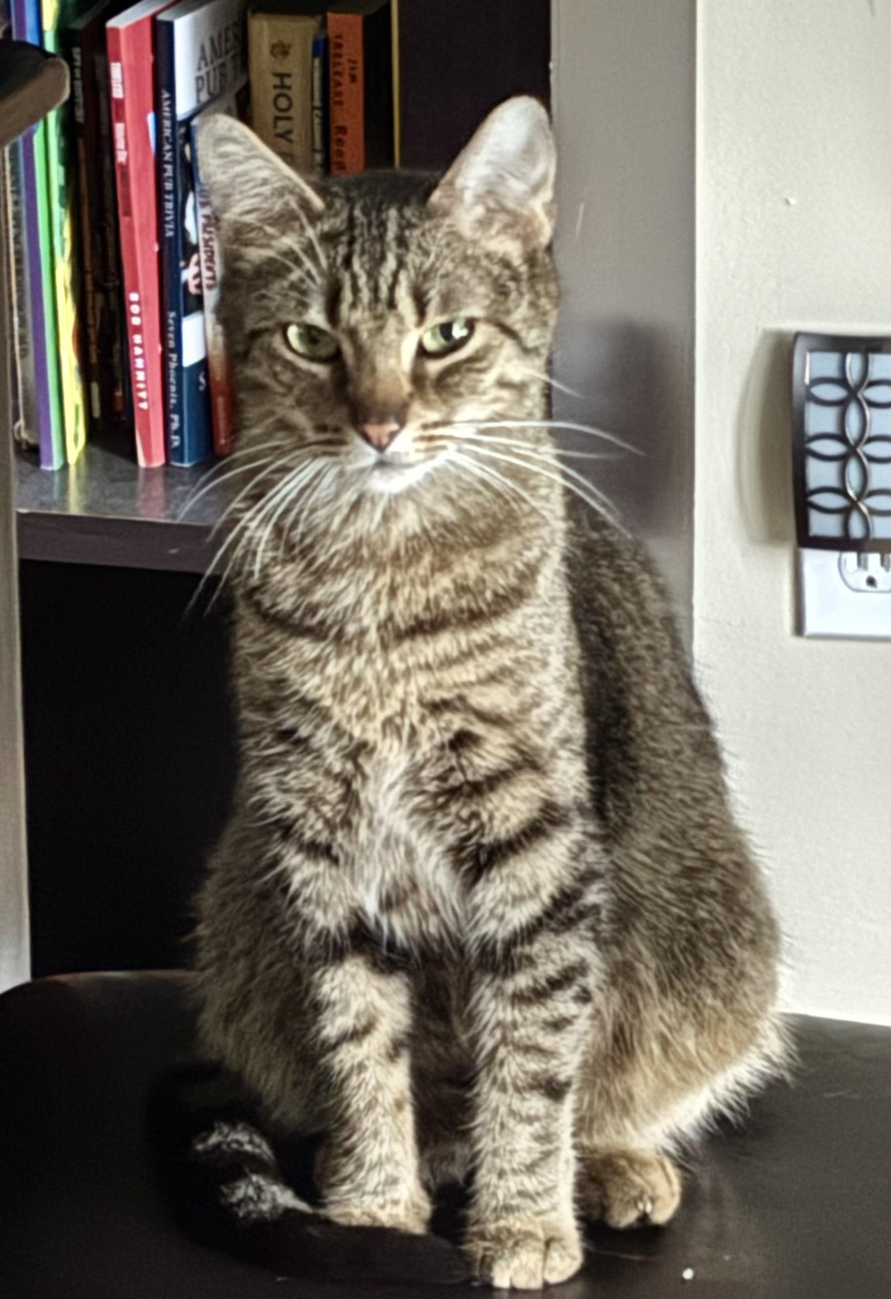 Enlarge Sushi, a ADOPTABLE Domestic Short Hair in Indianapolis, IN image 3/4