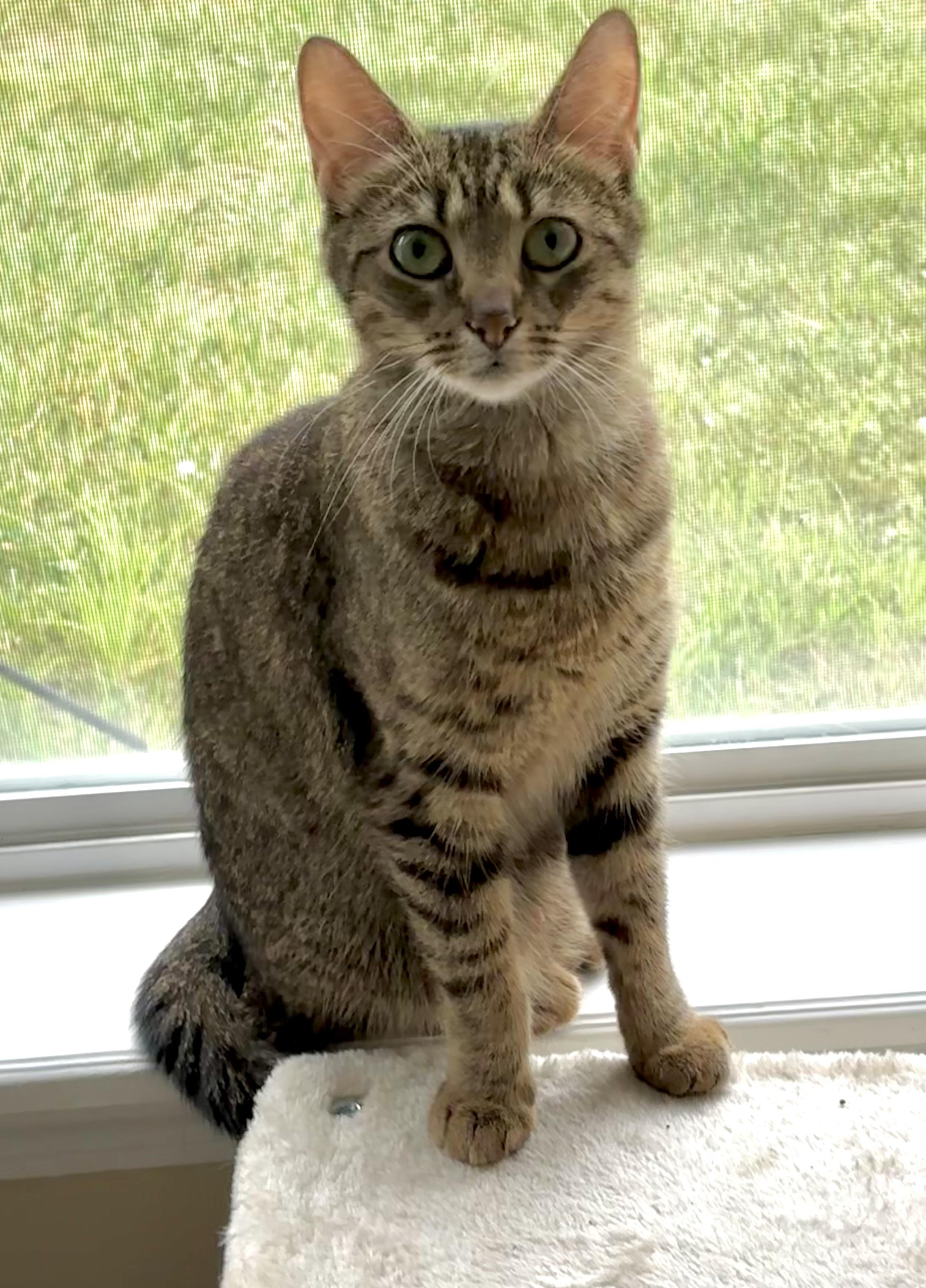 Enlarge Sushi, a ADOPTABLE Domestic Short Hair in Indianapolis, IN image 1/4