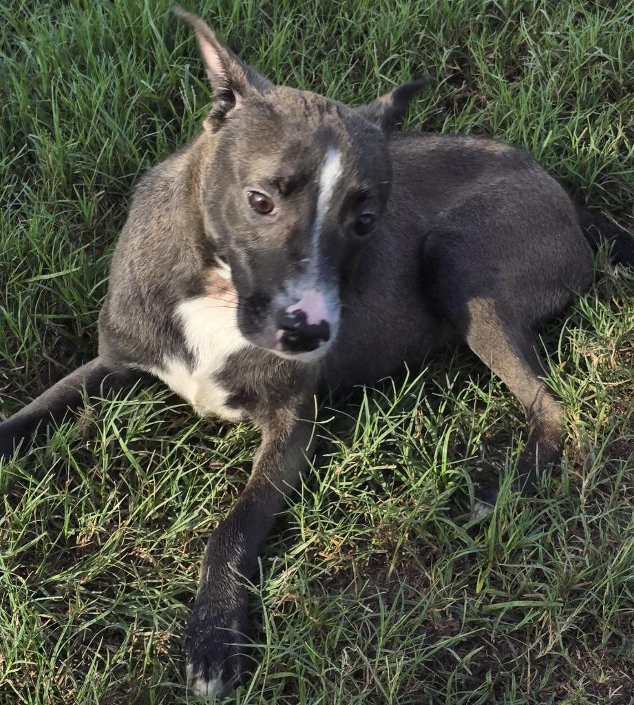 Itachi, Adoptable, Young Male Terrier.