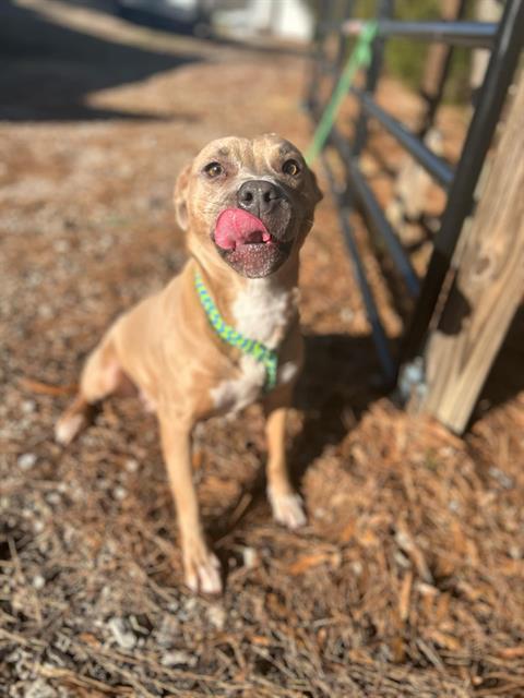 Enlarge ROBIN, a Adoptable American Staffordshire Terrier in Chester, SC image 1/1