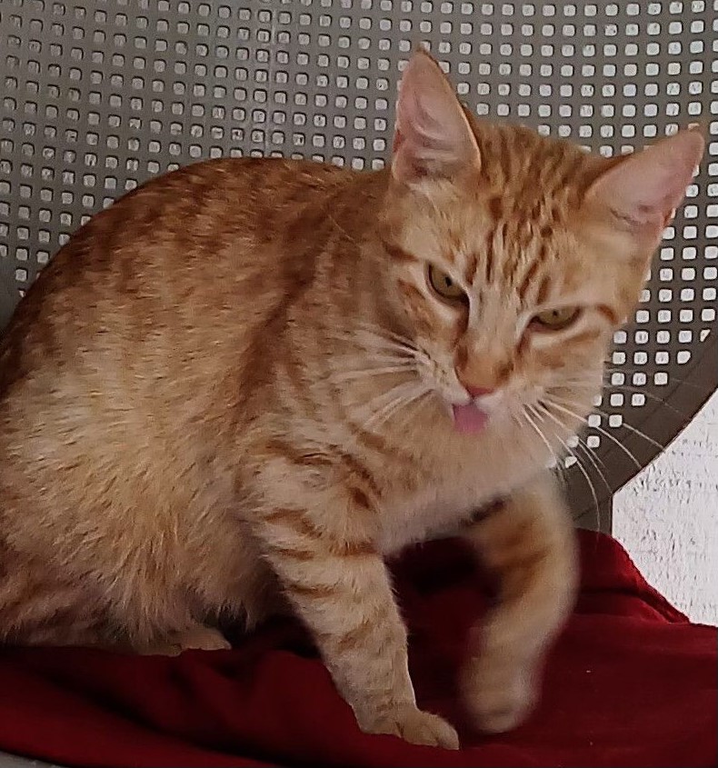 Amber, Adoptable, Adult Female Domestic Short Hair.