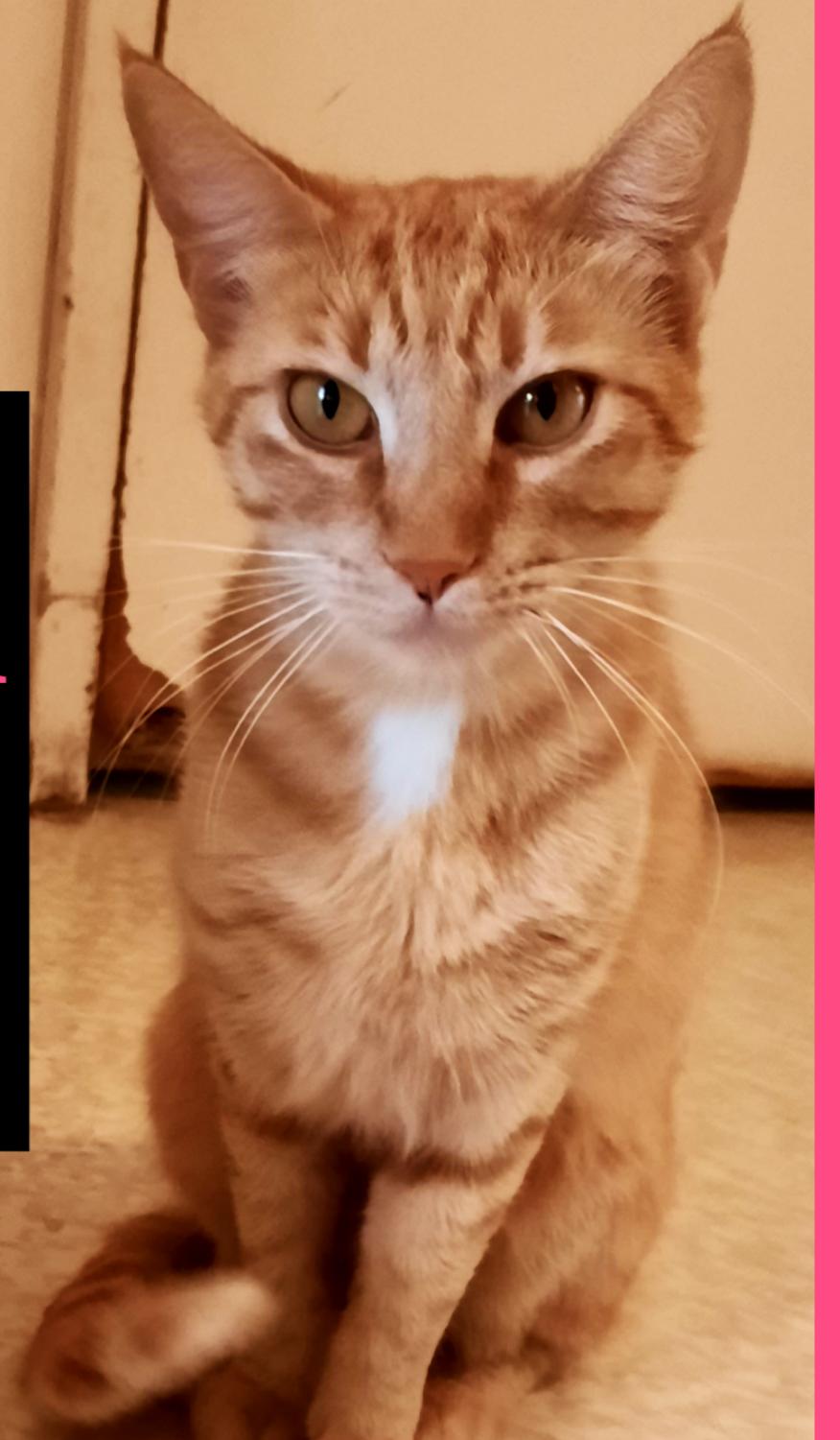 Enlarge Amber, a Adoptable Domestic Short Hair in Lompoc, CA image 2/2