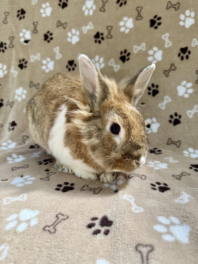 Karat, Adoptable, Adult Male Lionhead & Mini Rex.
