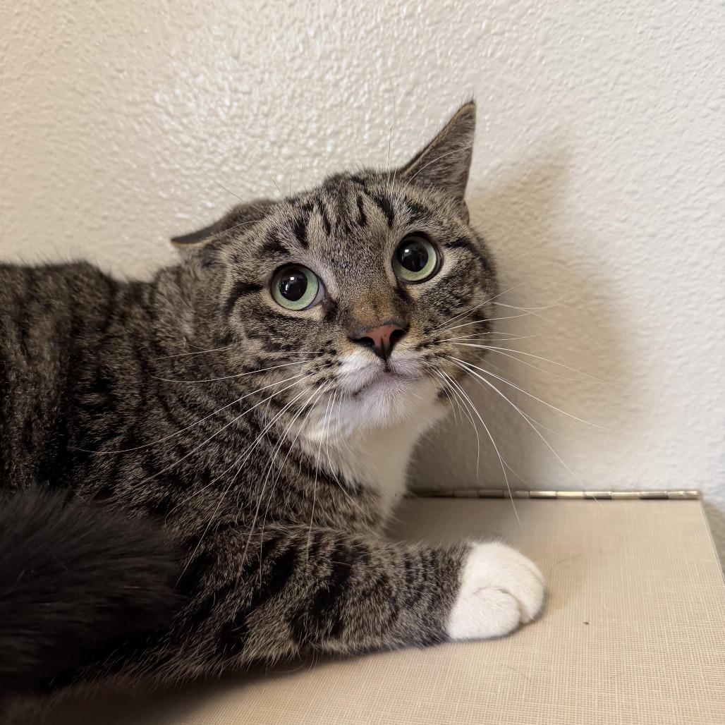 Moto Moto, Adoptable, Adult Male Domestic Short Hair.