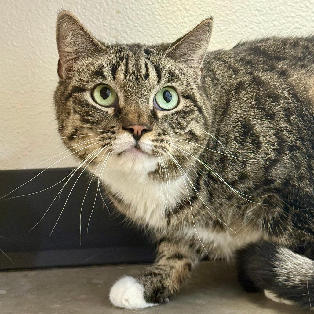 Enlarge Moto Moto, a Adoptable Domestic Short Hair in Cody, WY image 2/2