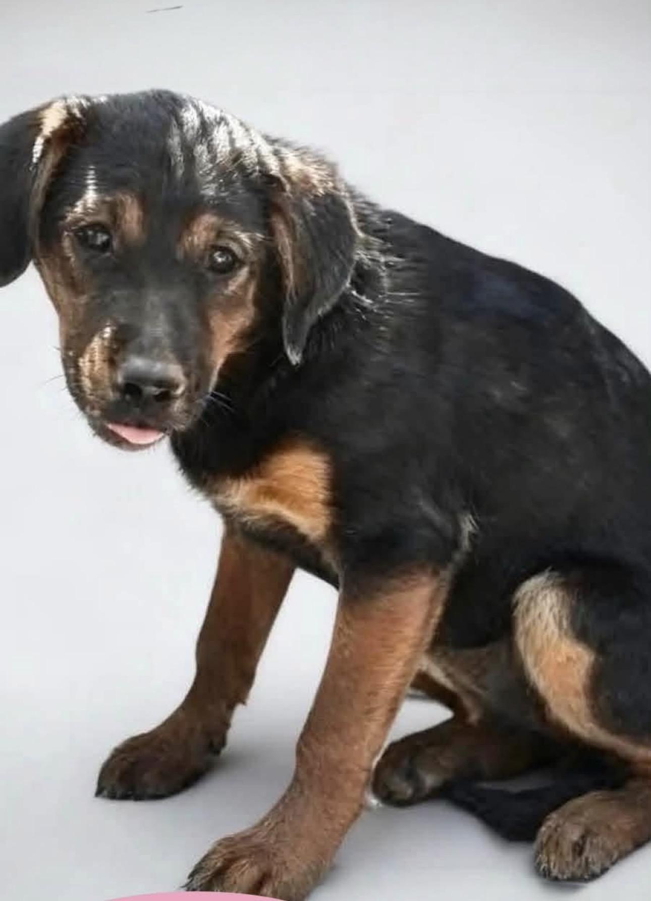 Enlarge Dottie, a Adoptable mixed breed in Breckenridge, CO image 3/5