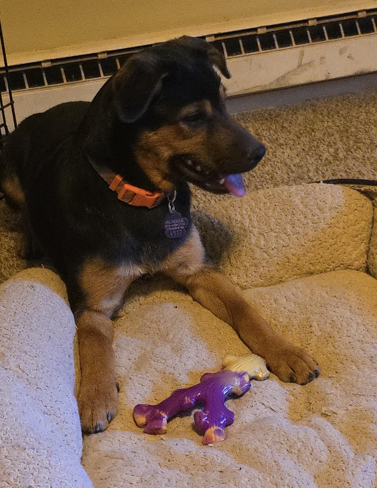 Enlarge Dottie, a Adoptable mixed breed in Breckenridge, CO image 2/5