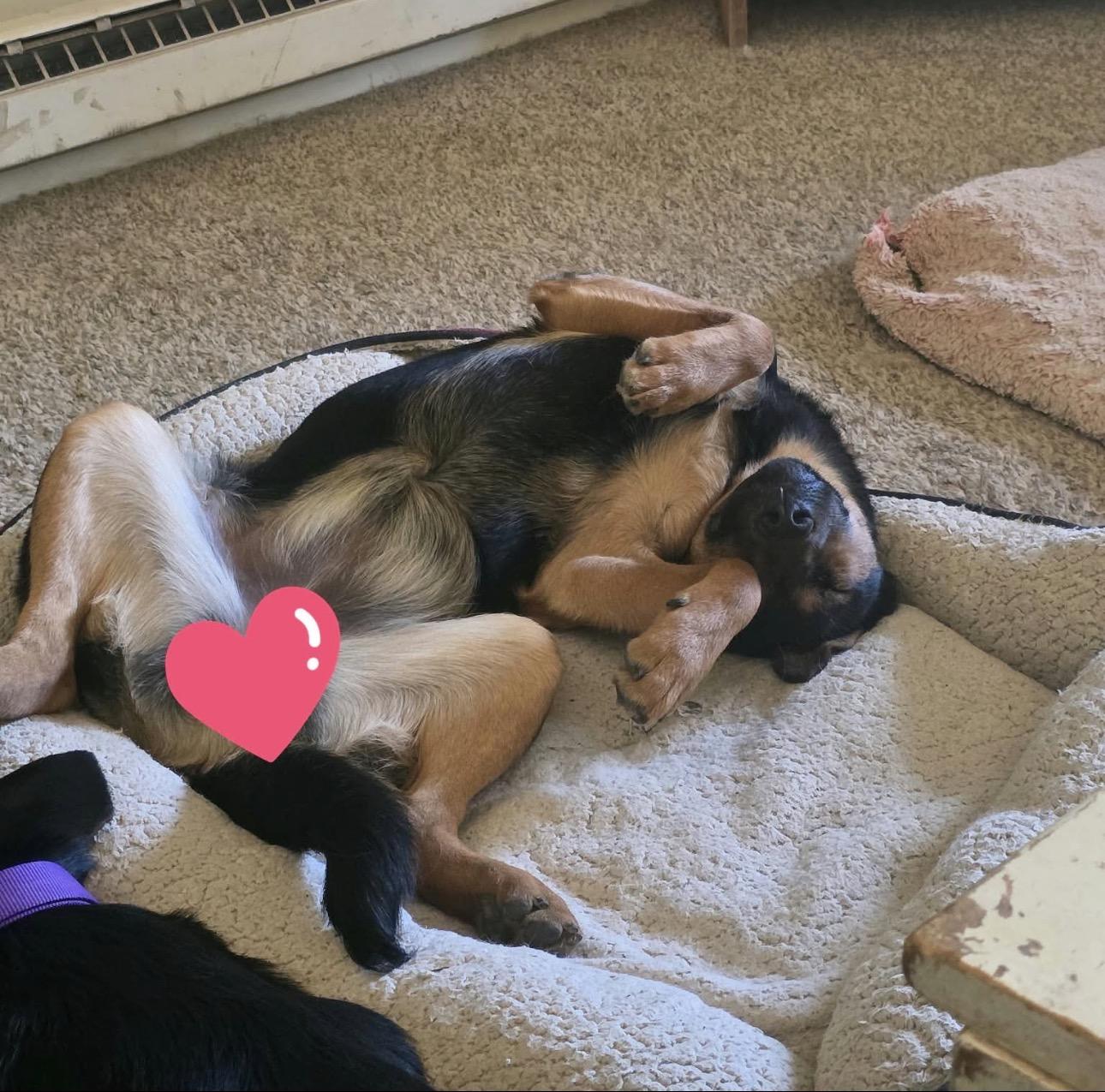 Enlarge Dottie, a Adoptable mixed breed in Breckenridge, CO image 5/5