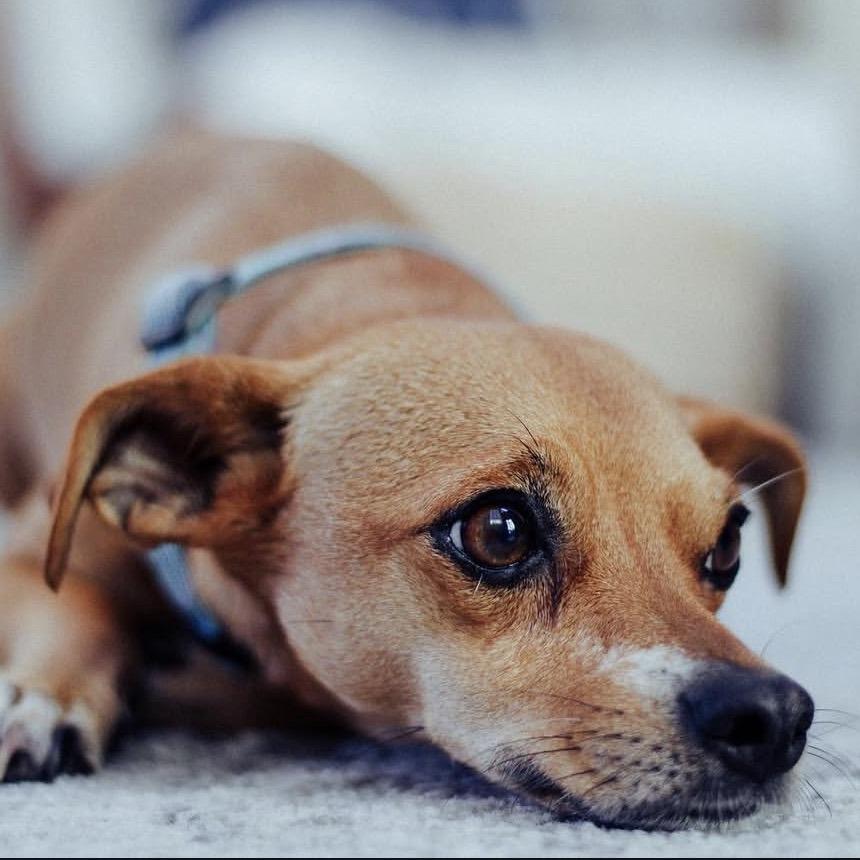 Enlarge Cody, a Adoptable mixed breed in Corvallis, OR image 1/6