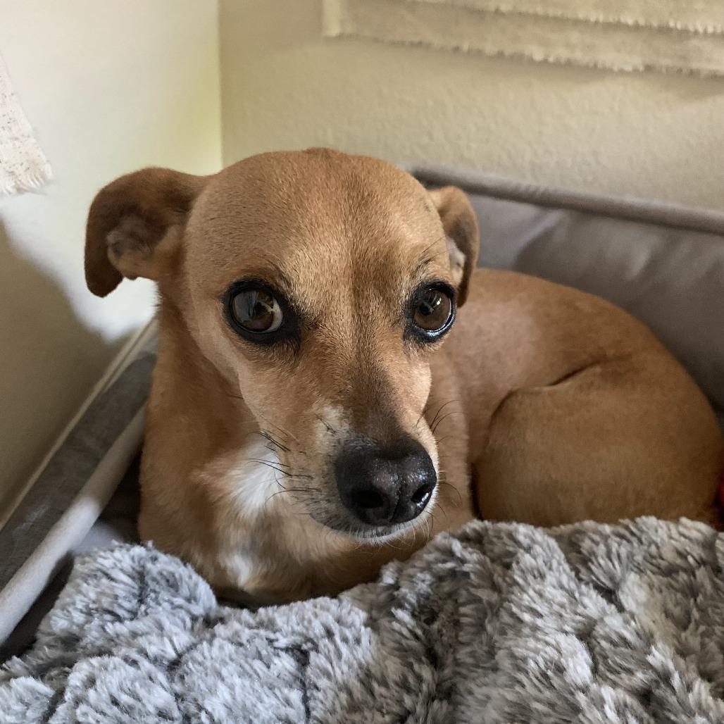 Enlarge Cody, a Adoptable mixed breed in Corvallis, OR image 2/6