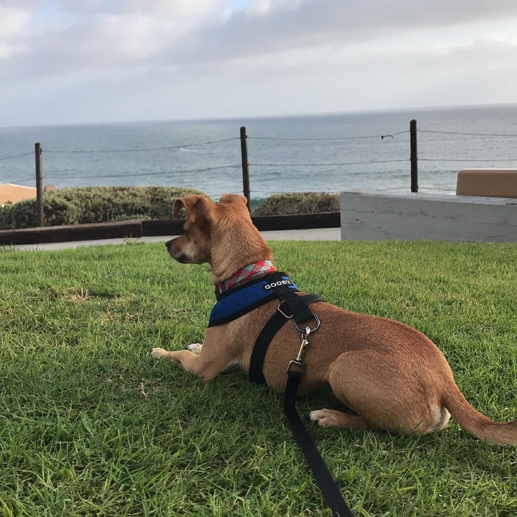 Enlarge Cody, a Adoptable mixed breed in Corvallis, OR image 4/6