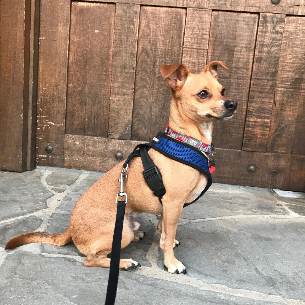 Enlarge Cody, a Adoptable mixed breed in Corvallis, OR image 5/6