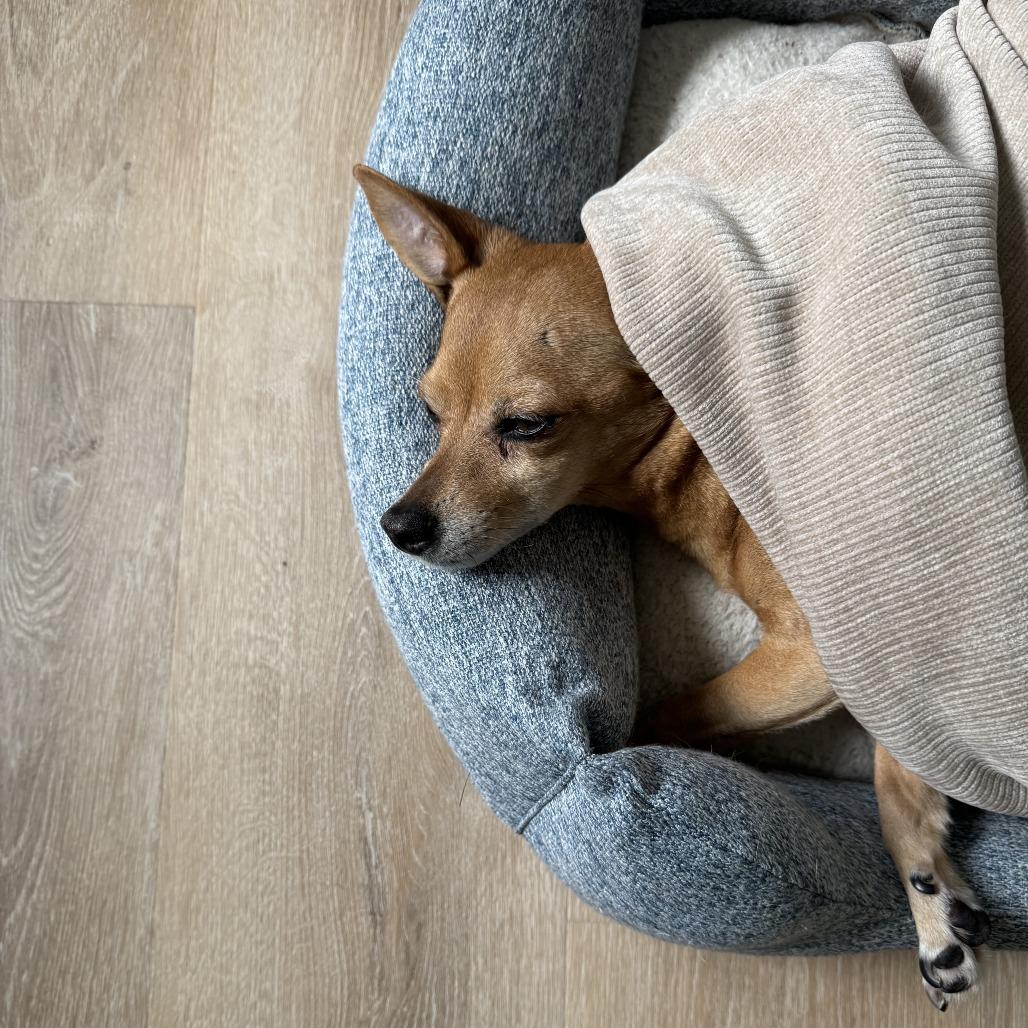 Enlarge Cody, a Adoptable mixed breed in Corvallis, OR image 6/6