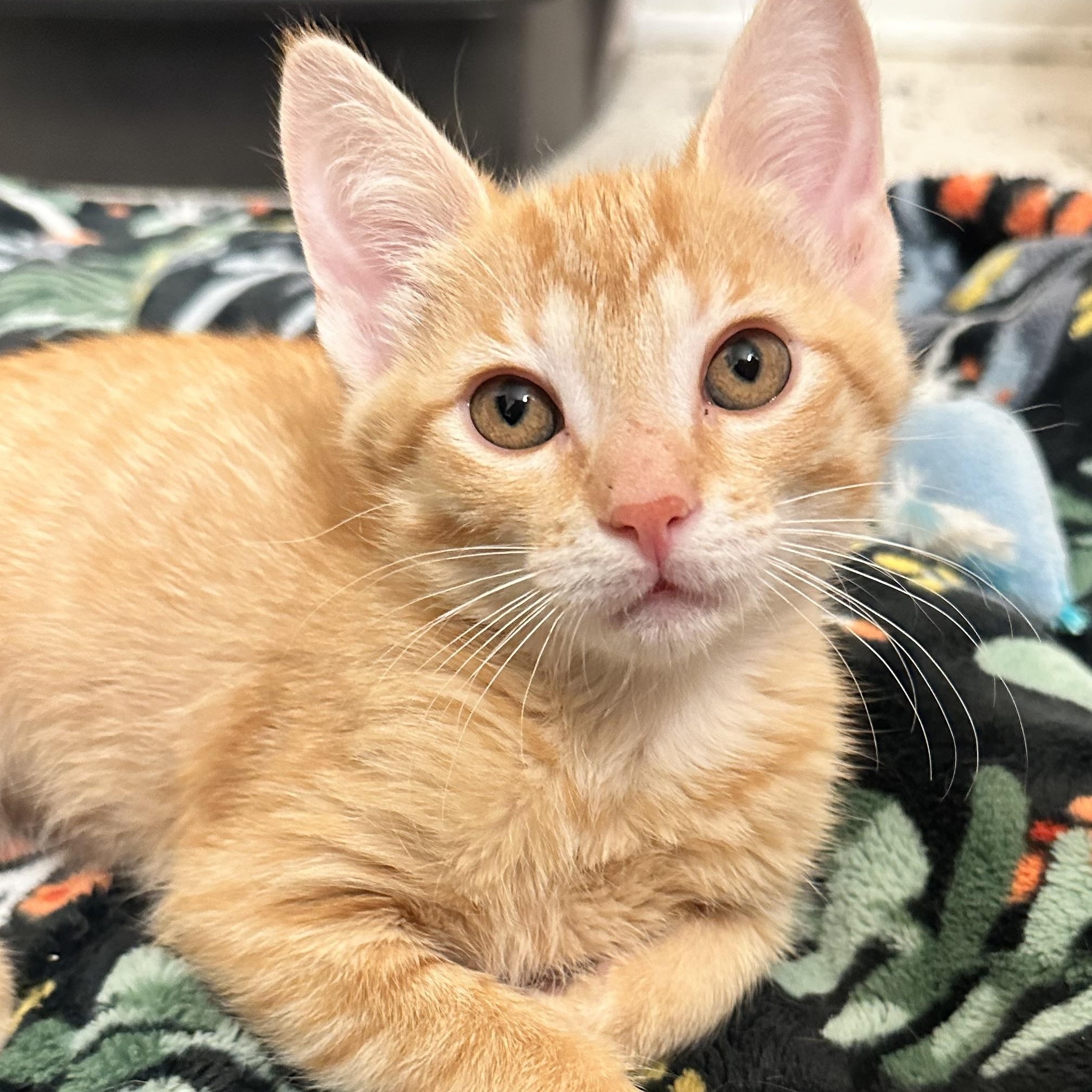 Enlarge Dumpling, a ADOPTABLE mixed breed in Lansing, MI image 1/1