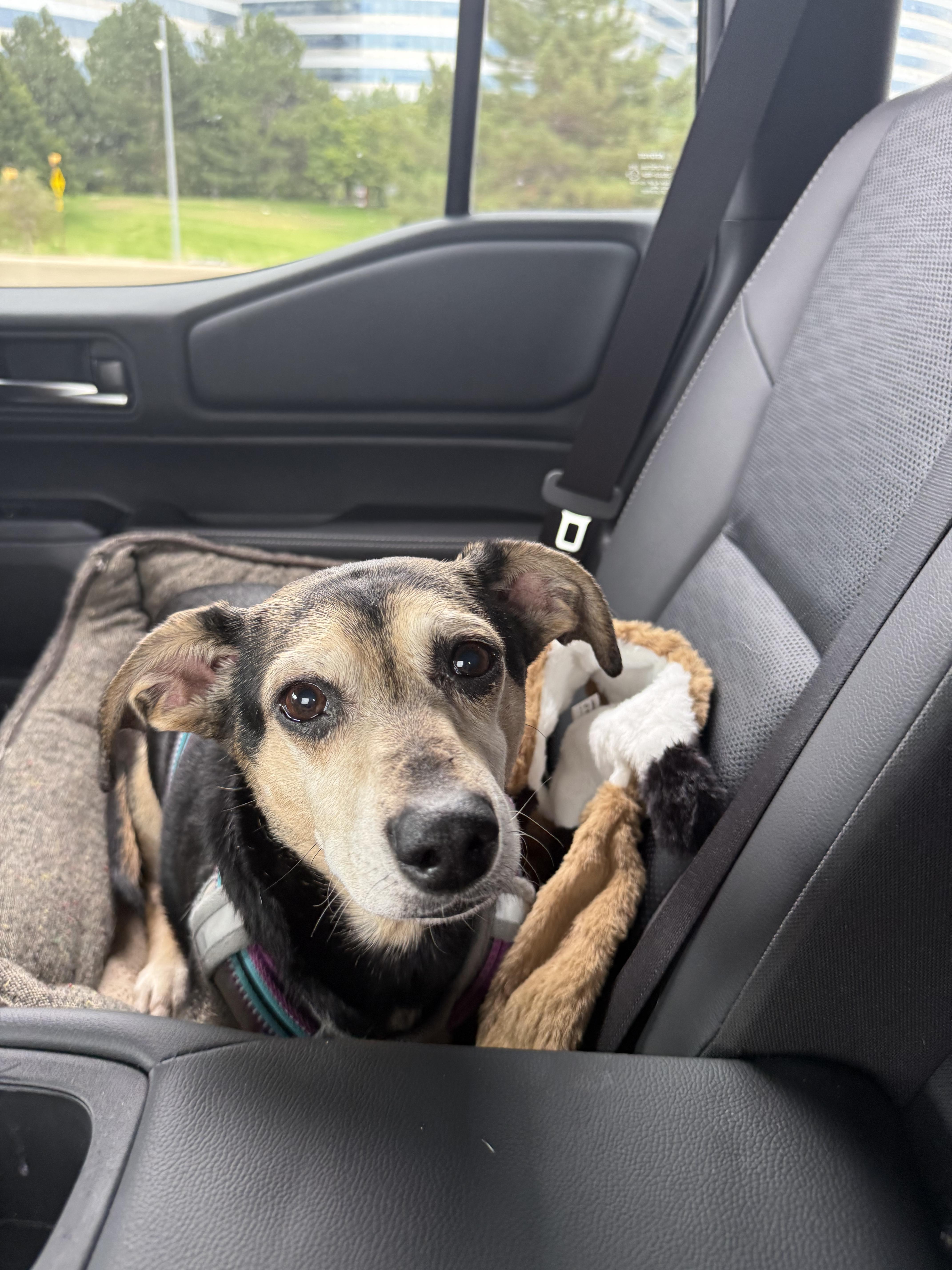 Enlarge Drogo, a Adopted mixed breed in Denver, CO image 6/6