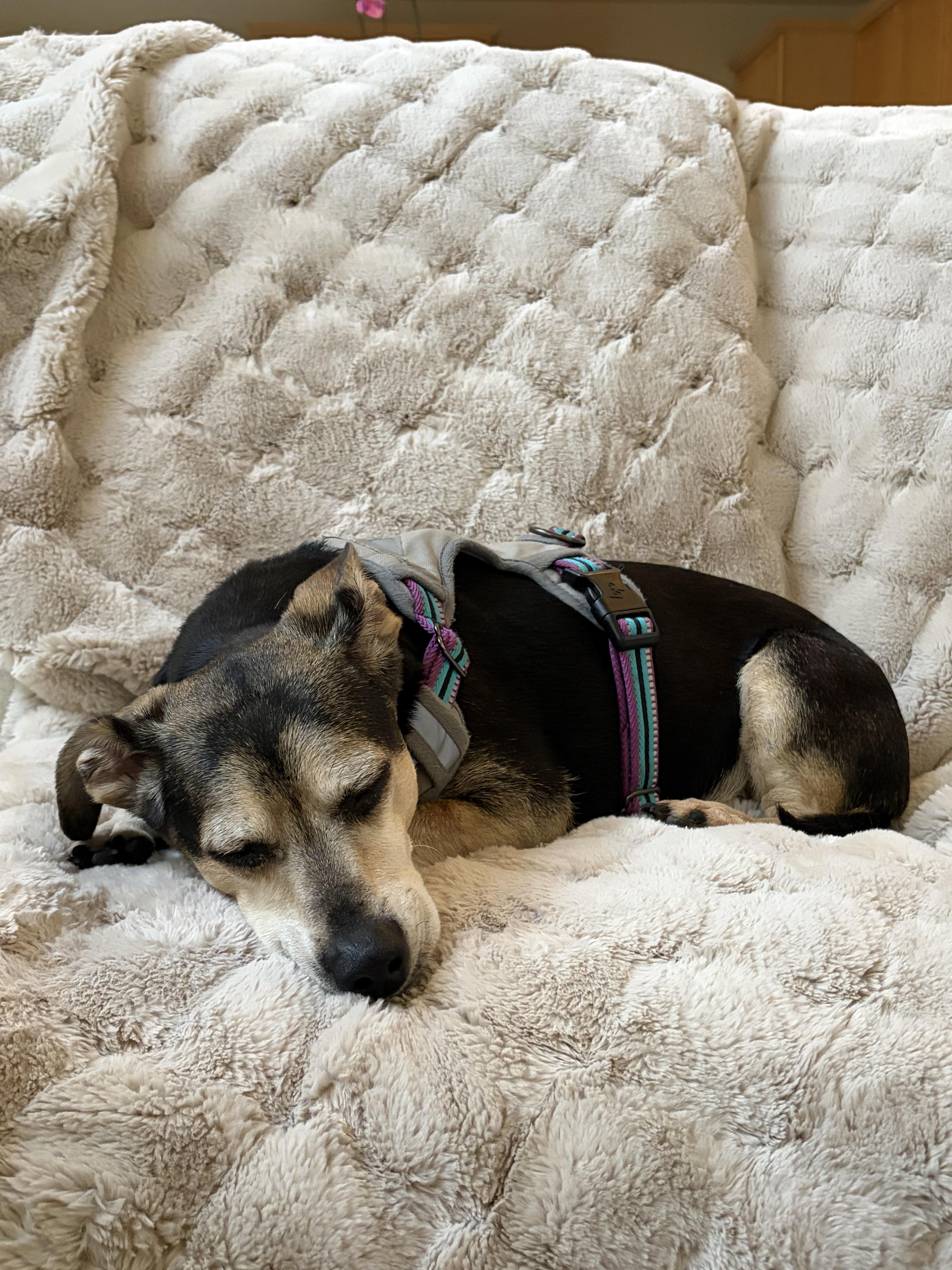 Drogo, Adopted, Senior Male Dachshund.