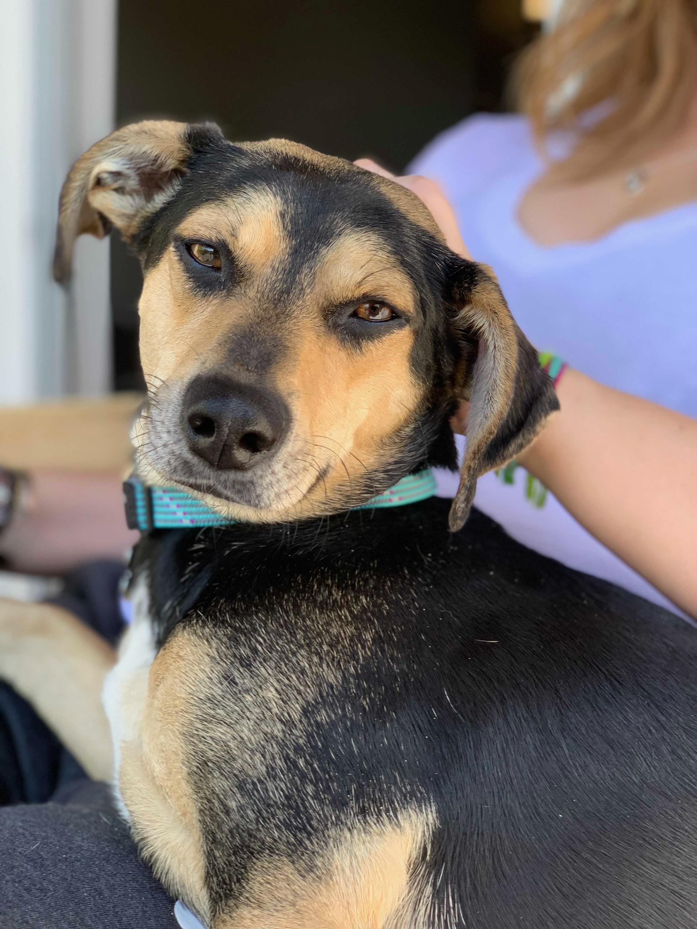 Enlarge Drogo, a Adopted mixed breed in Denver, CO image 2/6