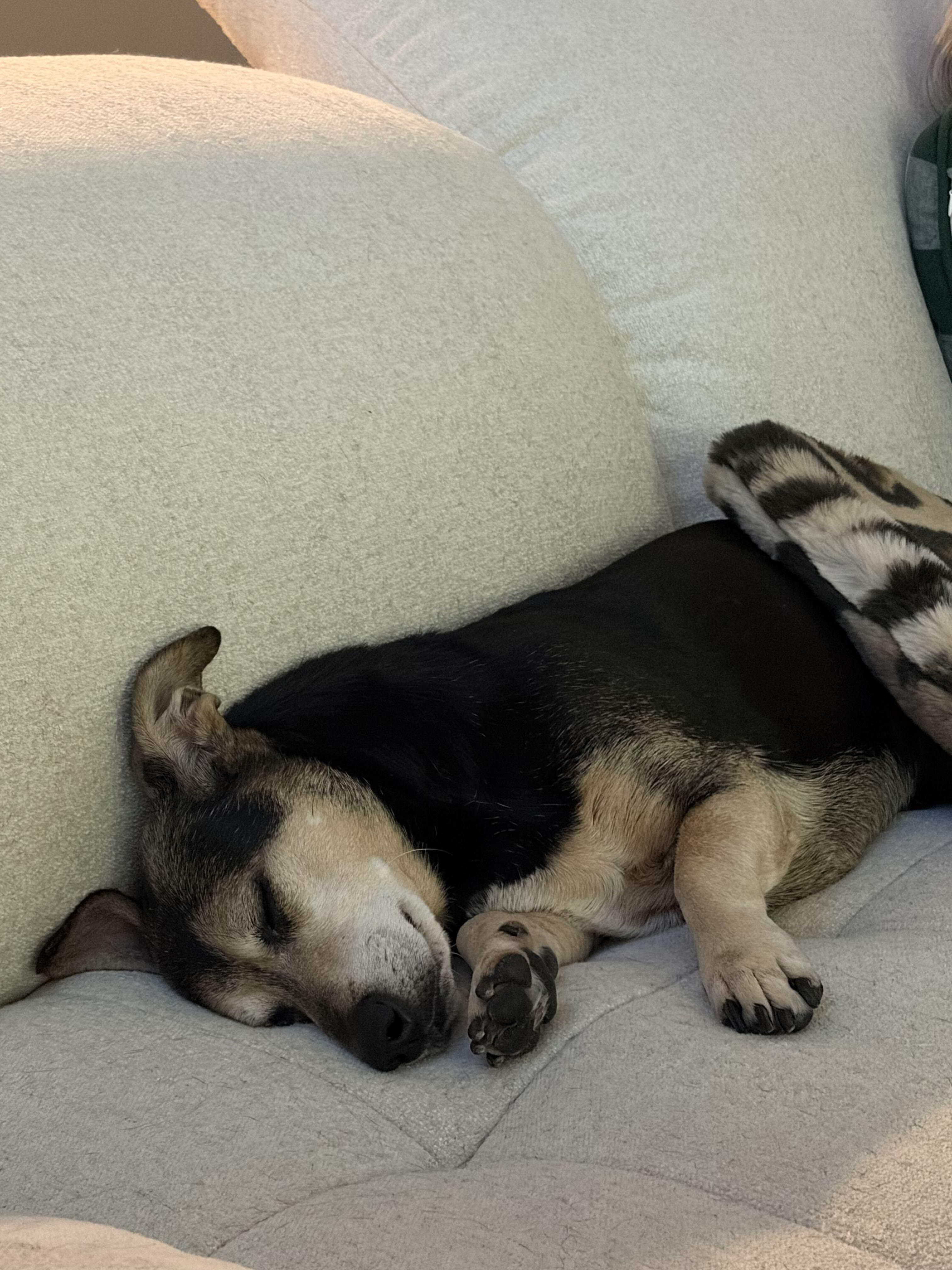 Enlarge Drogo, a Adopted mixed breed in Denver, CO image 4/6