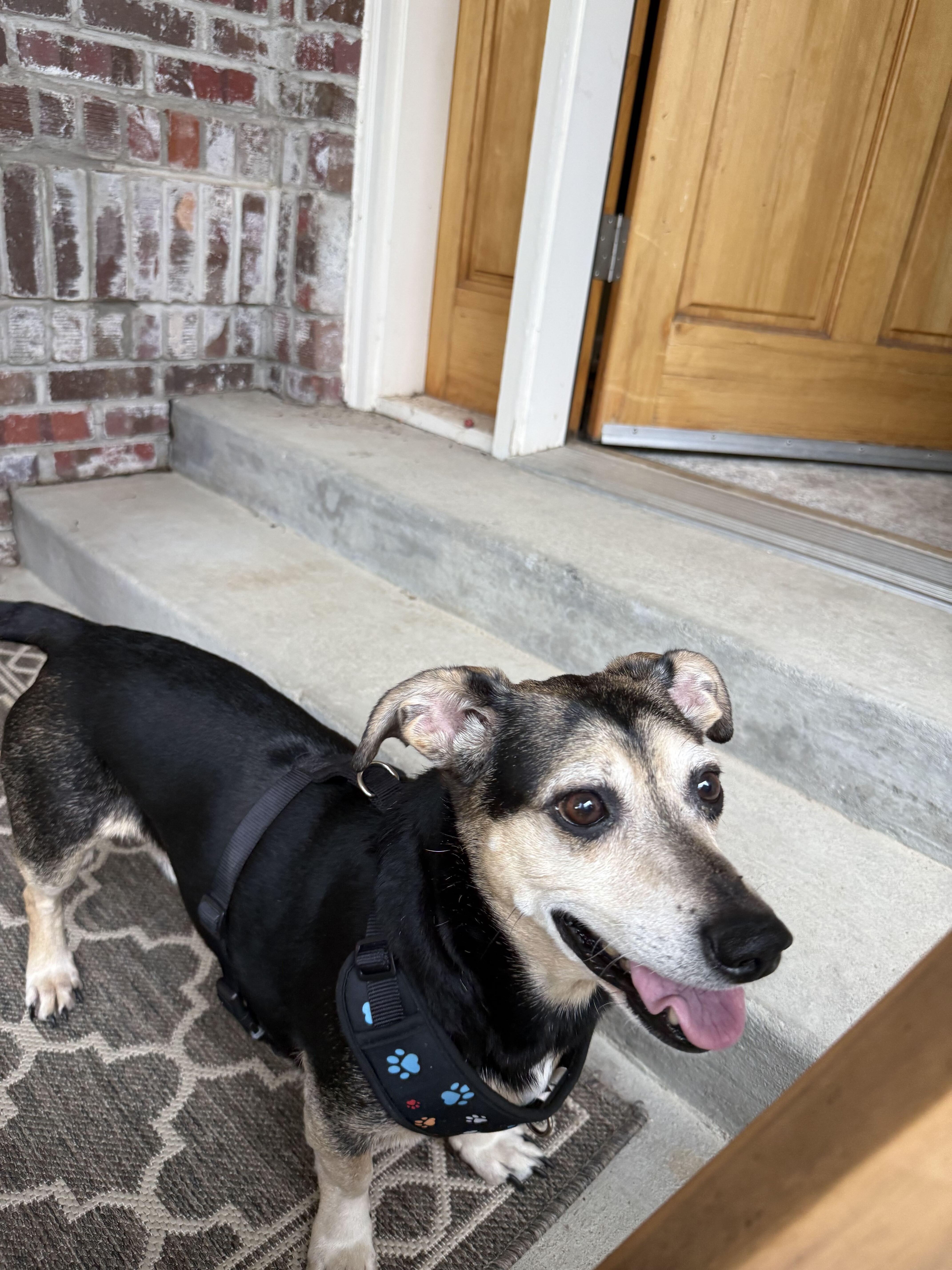 Enlarge Drogo, a Adopted mixed breed in Denver, CO image 5/6