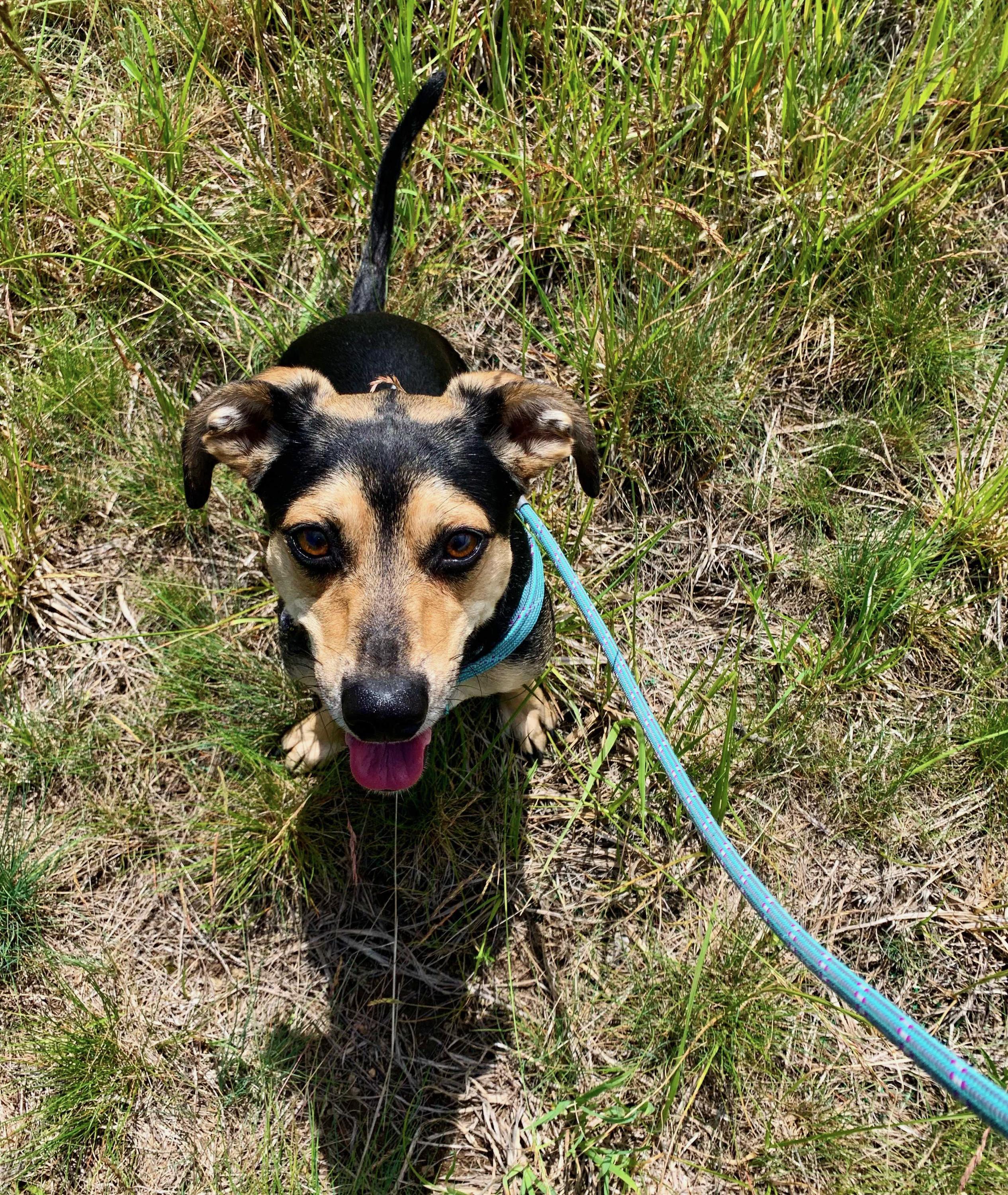 Enlarge Drogo, a Adopted mixed breed in Denver, CO image 3/6