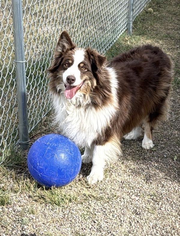 Sweet Pea, Adoptable, Adult Female Mixed Breed & Australian Shepherd.