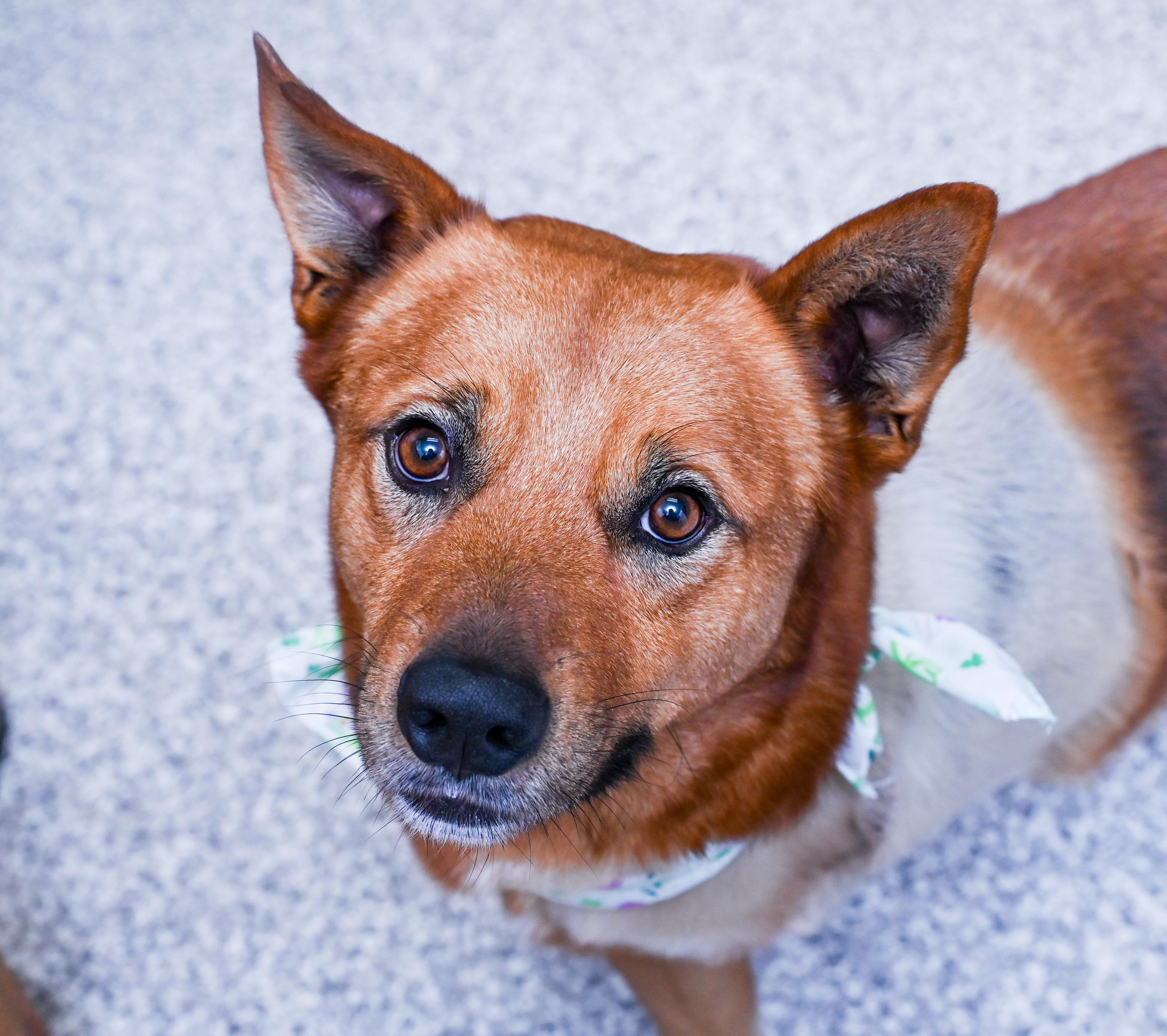 Enlarge Chaco (3-legs), a ADOPTABLE mixed breed in Chattanooga, TN image 5/6