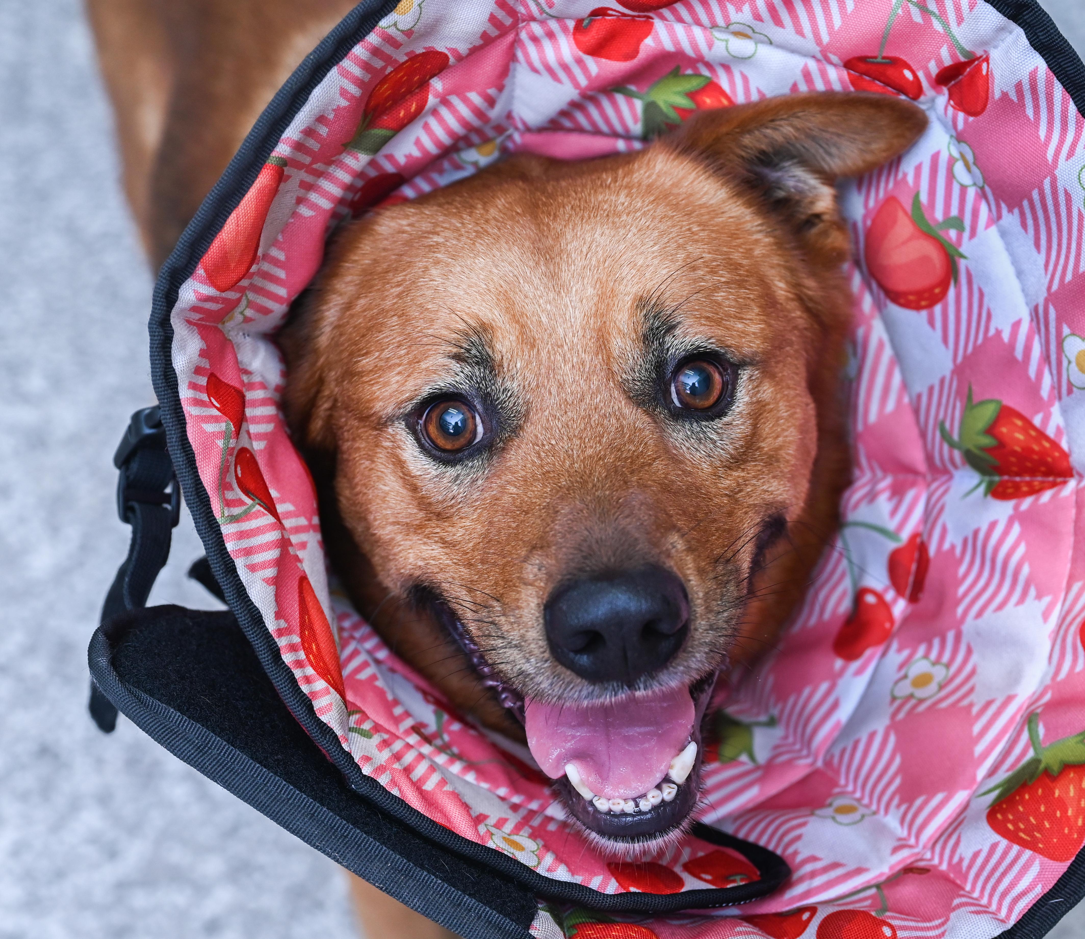 Enlarge Chaco (3-legs), a ADOPTABLE mixed breed in Chattanooga, TN image 2/6