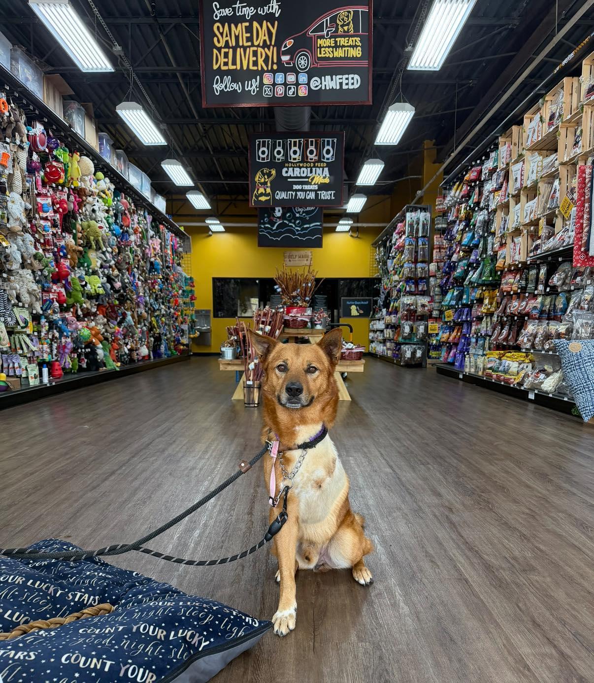 Enlarge Chaco (3-legs), an adoption pending mixed breed in Chattanooga, TN image 3/6