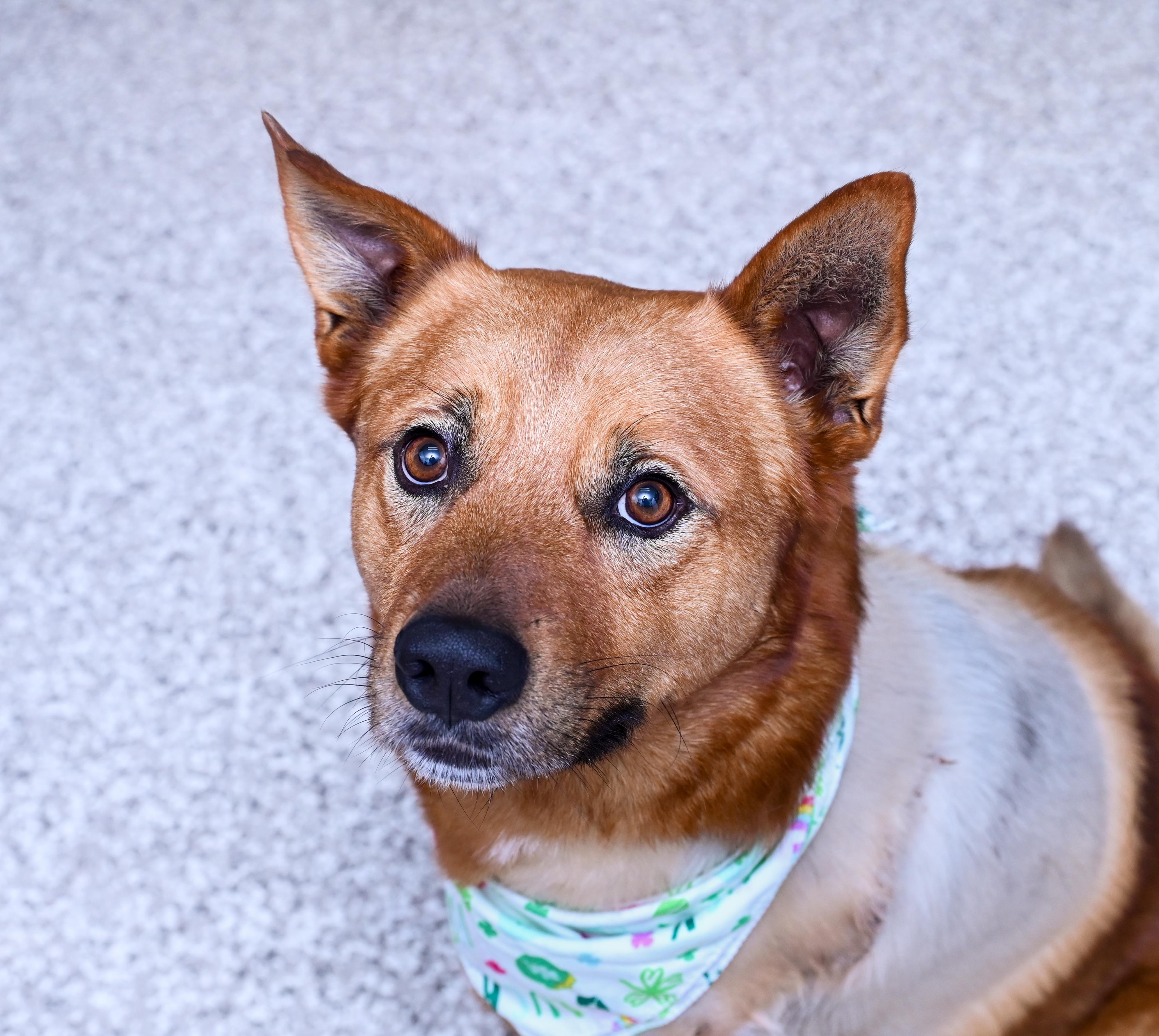 Enlarge Chaco (3-legs), a ADOPTABLE mixed breed in Chattanooga, TN image 4/6