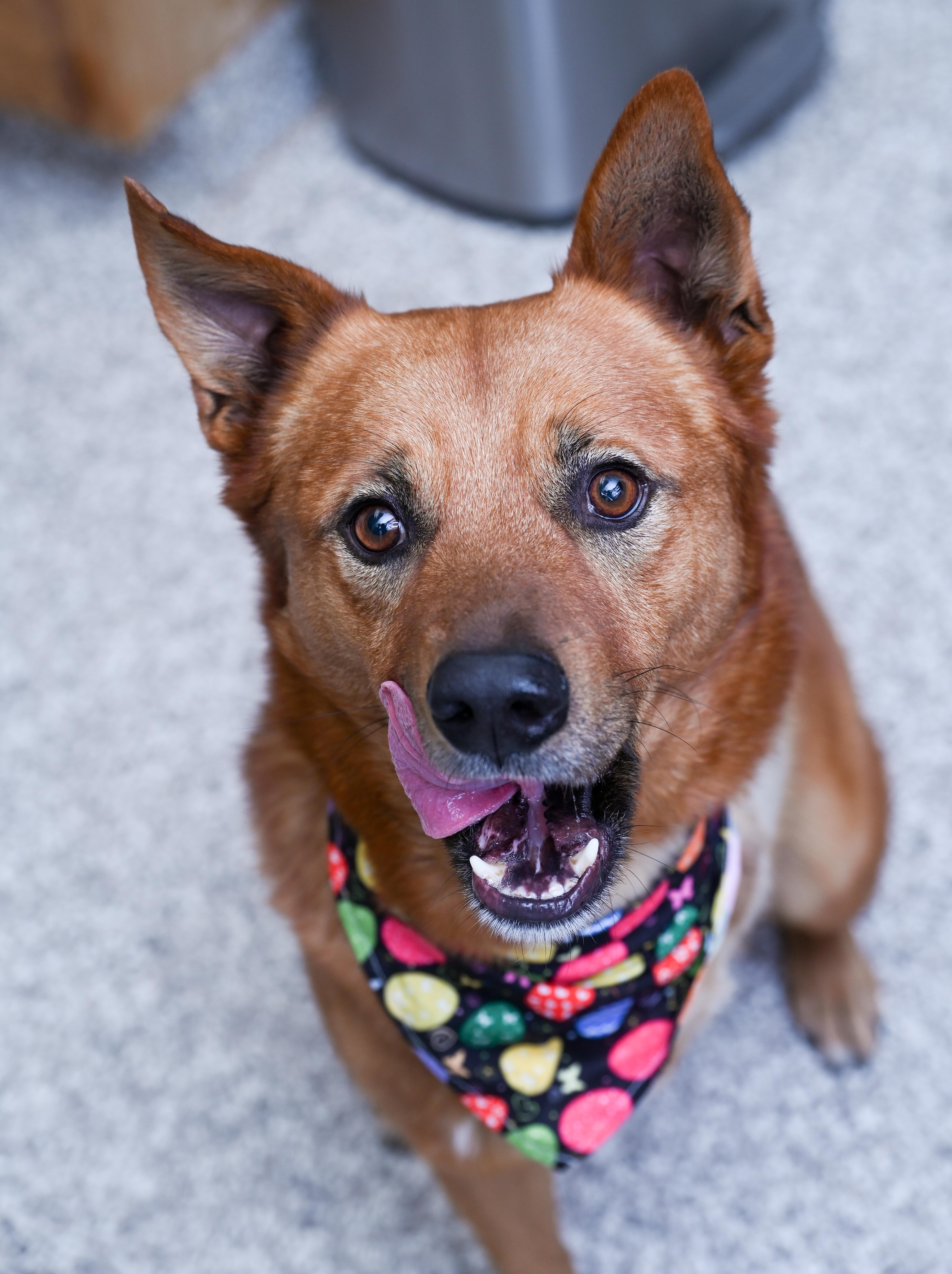 Enlarge Chaco (3-legs), an adoption pending mixed breed in Chattanooga, TN image 1/6