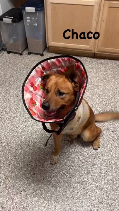Enlarge Chaco (3-legs), a ADOPTABLE mixed breed in Chattanooga, TN video 3/6