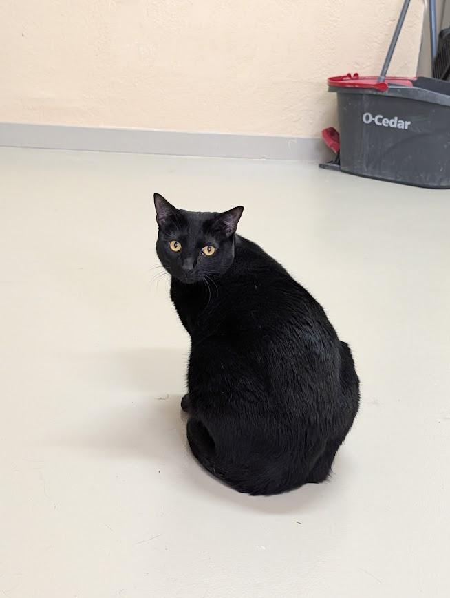 Enlarge Natalie & Cole, a Adoptable Domestic Short Hair in Sonoita, AZ image 5/6