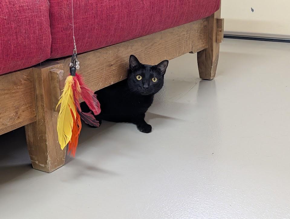 Enlarge Natalie & Cole, a Adoptable Domestic Short Hair in Sonoita, AZ image 3/6