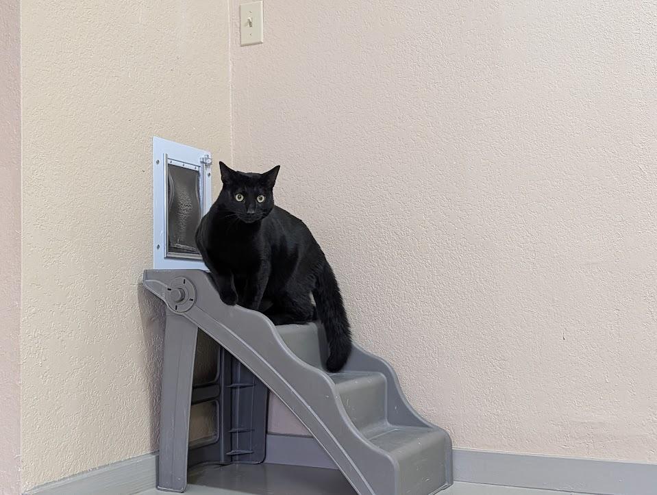 Enlarge Natalie & Cole, a Adoptable Domestic Short Hair in Sonoita, AZ image 6/6