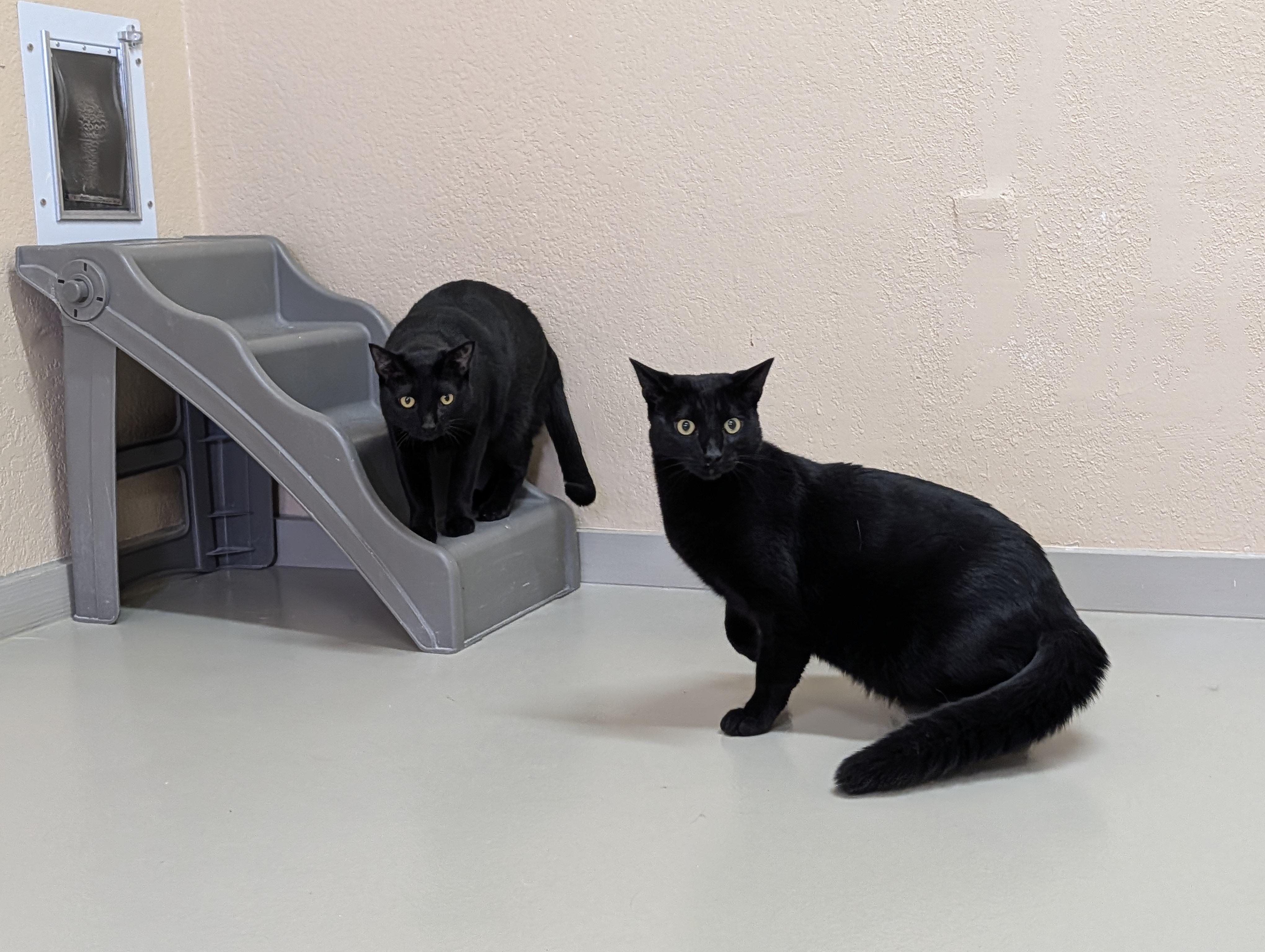 Natalie & Cole, Adoptable, Adult Male Domestic Short Hair.