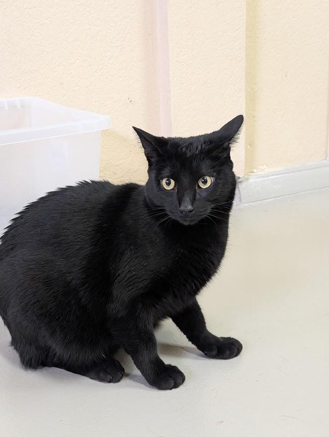 Enlarge Natalie & Cole, a Adoptable Domestic Short Hair in Sonoita, AZ image 4/6