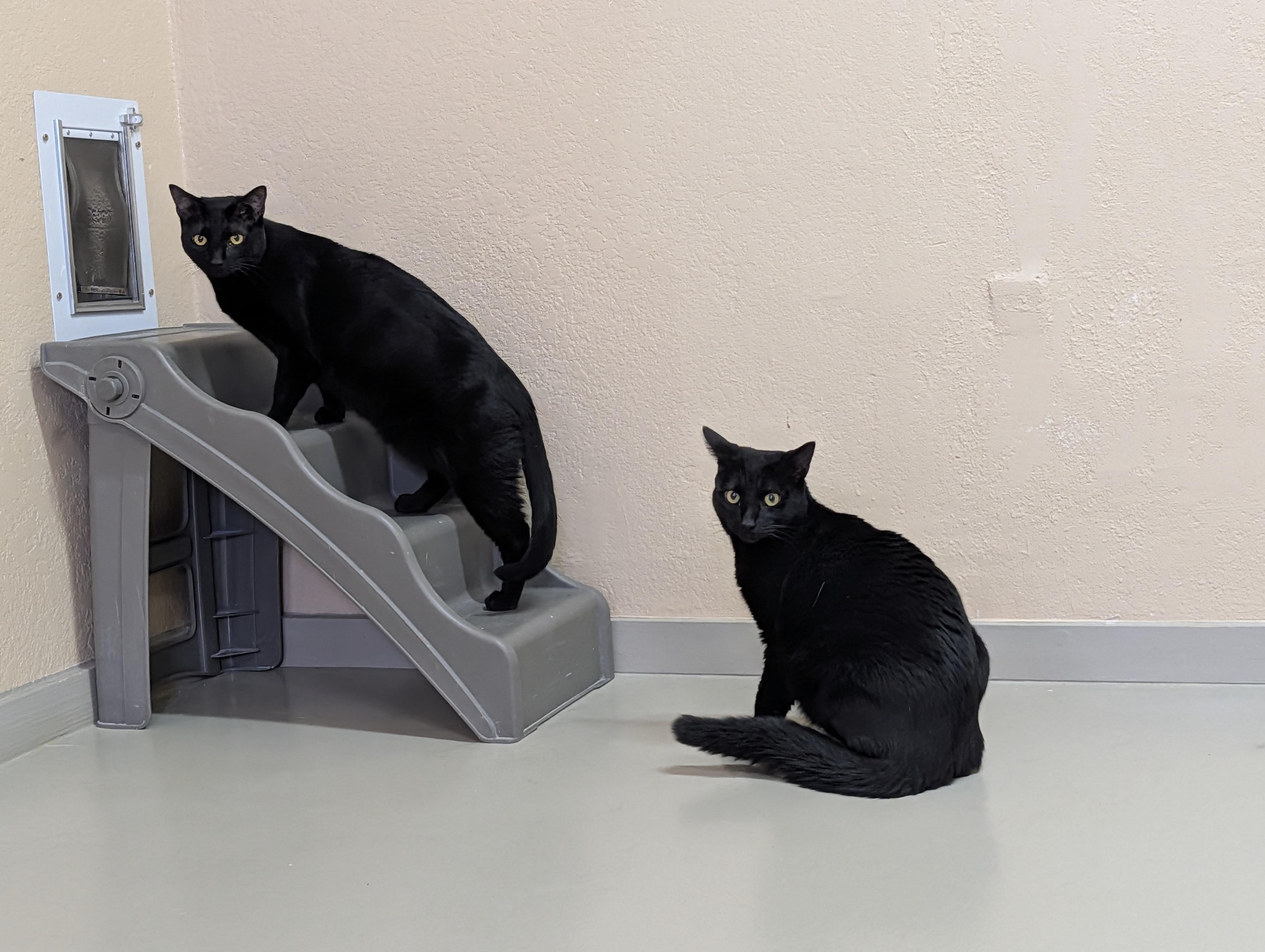Enlarge Natalie & Cole, a Adoptable Domestic Short Hair in Sonoita, AZ image 2/6