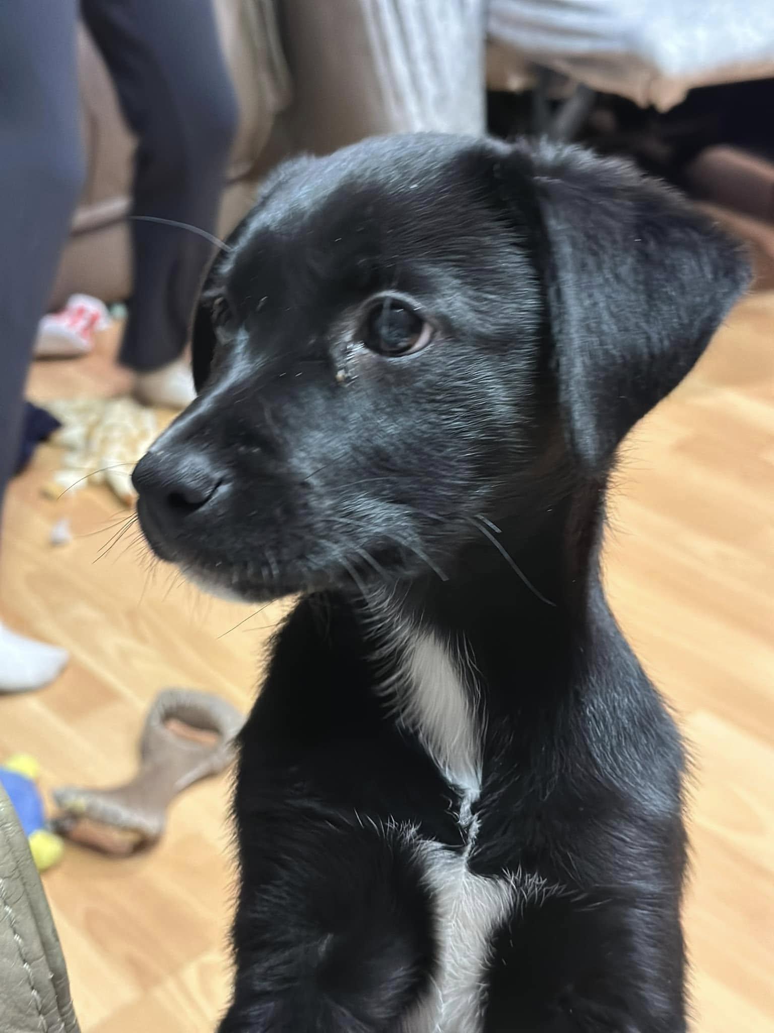 Enlarge Willow, an adoptable mixed breed in Libertyville, IL image 1/5