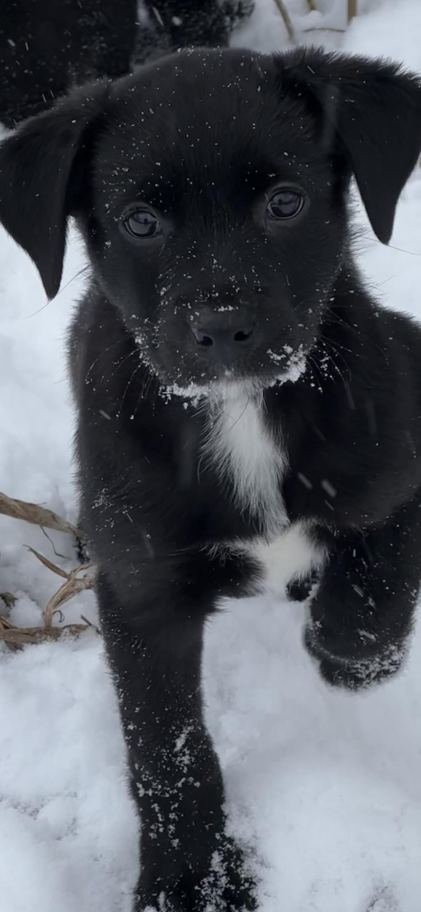 Enlarge Willow, an adoptable mixed breed in Libertyville, IL image 3/5