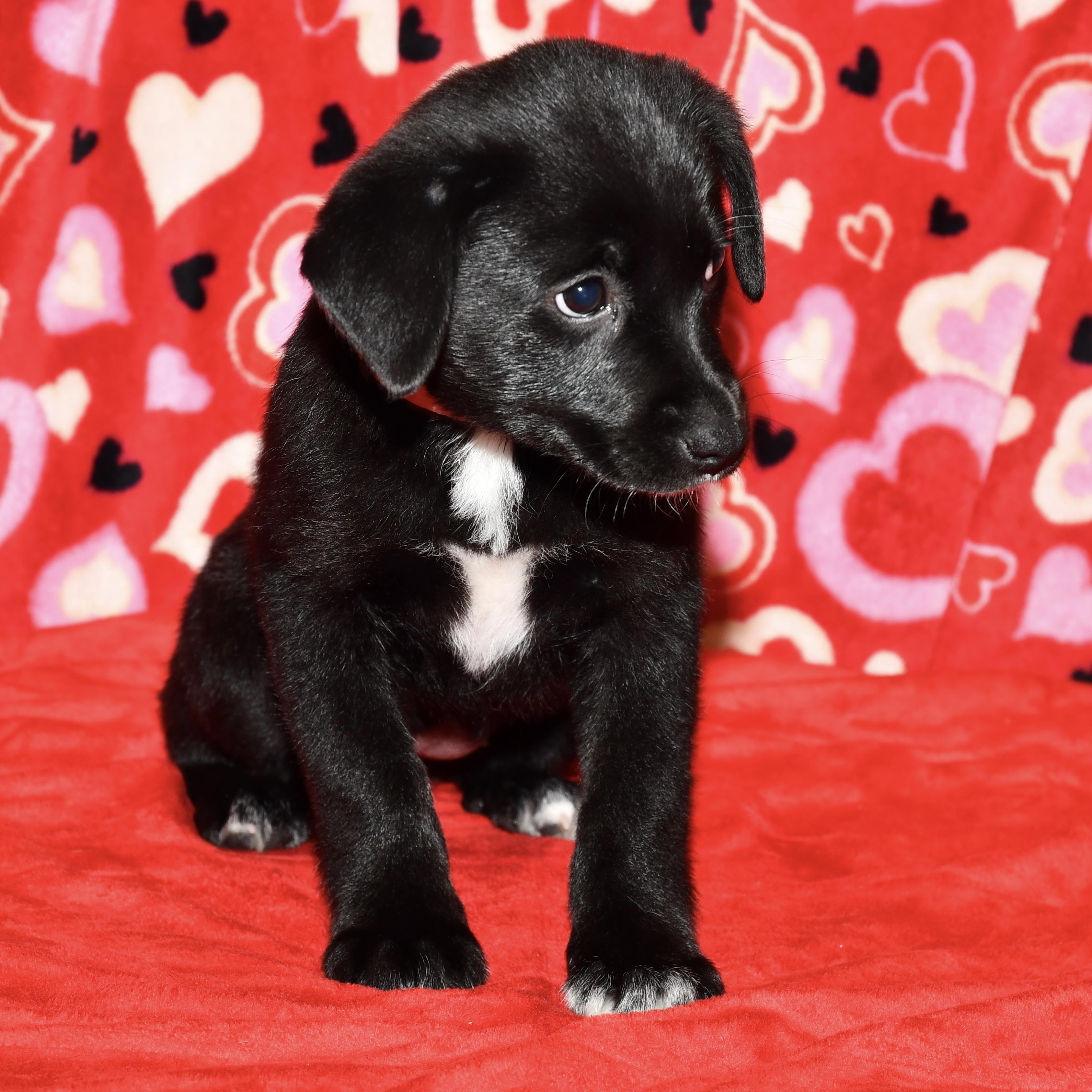 Enlarge Willow, an adoptable mixed breed in Libertyville, IL image 2/3